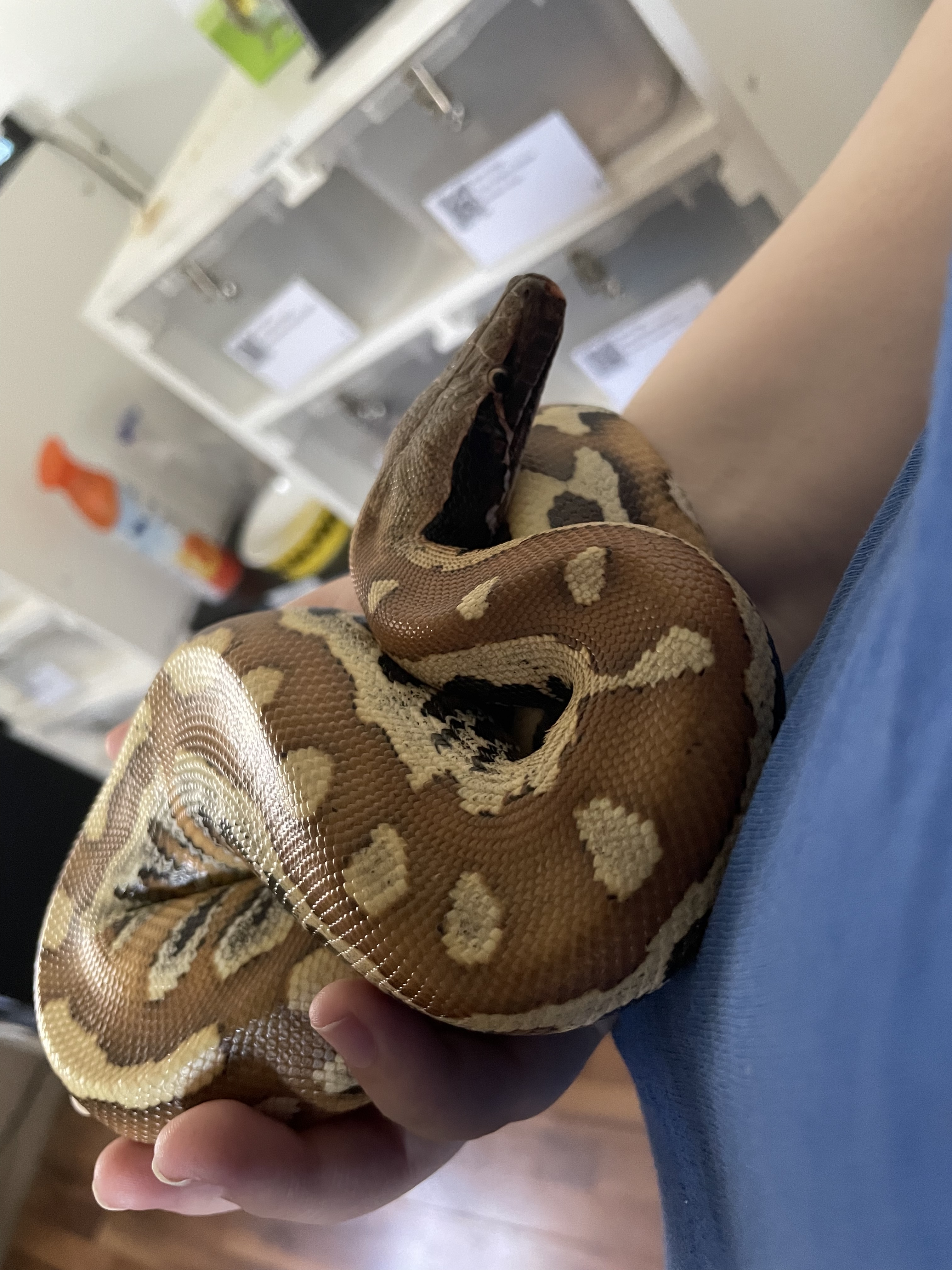 My new bloods, can I see your short-tails? - Short-Tailed Pythons ...