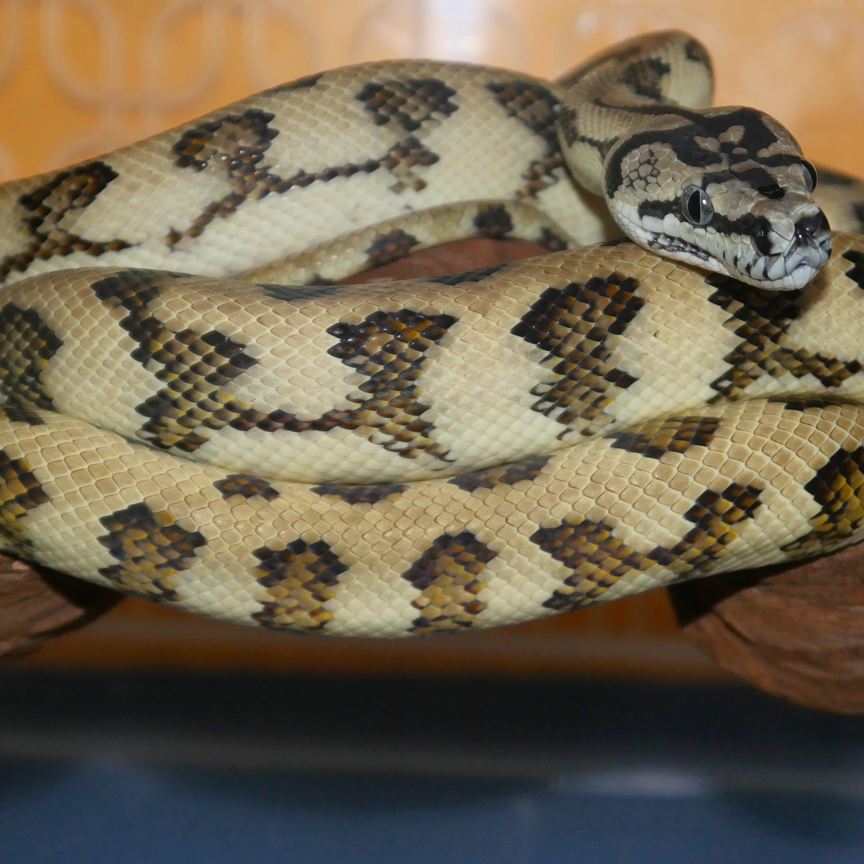 Jaguar Female Other Carpet Python by Atomic Scales Of Germany