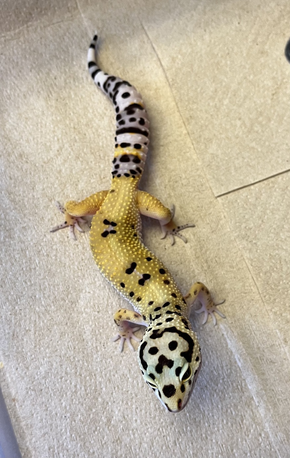 Tsf High Yellow Bandit Leopard Gecko by Hobby Herps