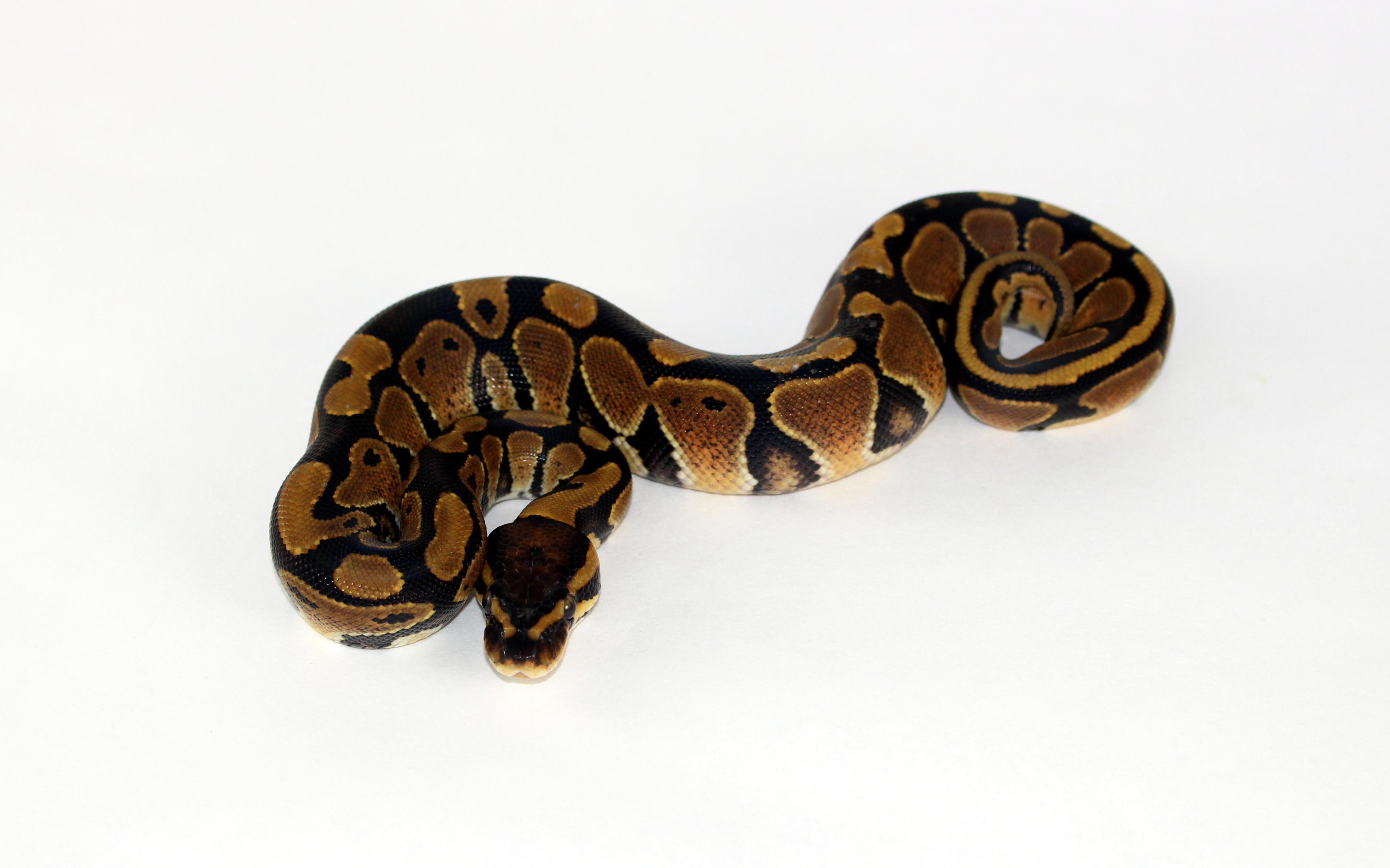 NR Mandarin Ball Python by Vivid Pythons