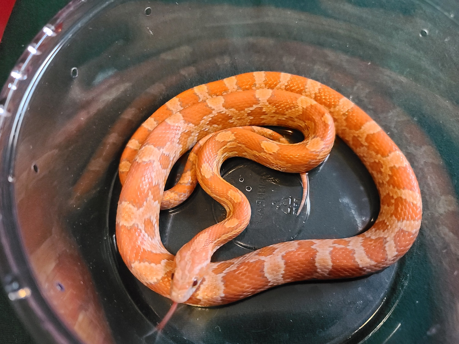 Ultra Creamsicle Corn Snake by Extraordinary Ectotherms