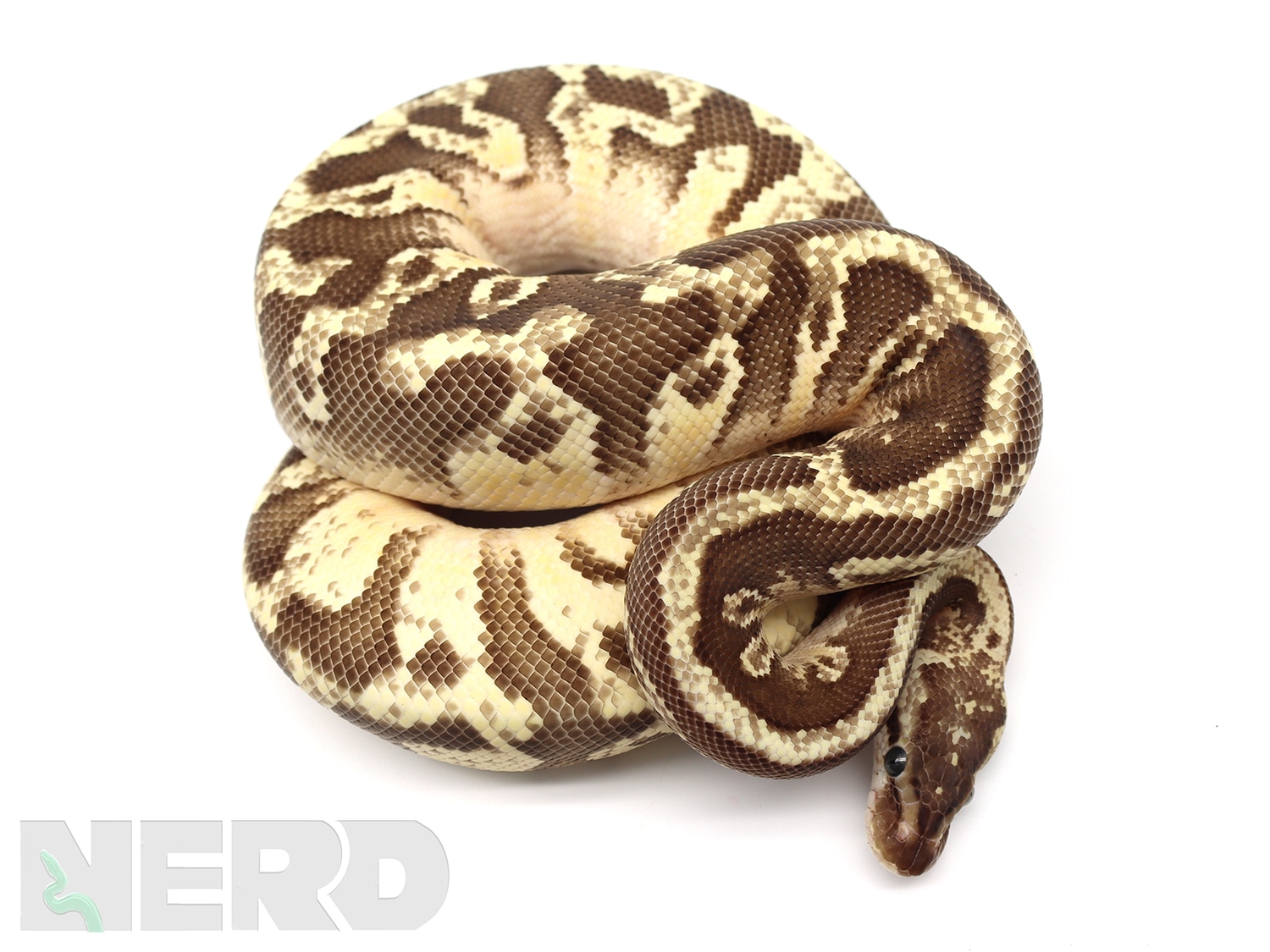 Pastel Fader Odium + Ball Python by New England Reptile Distributors