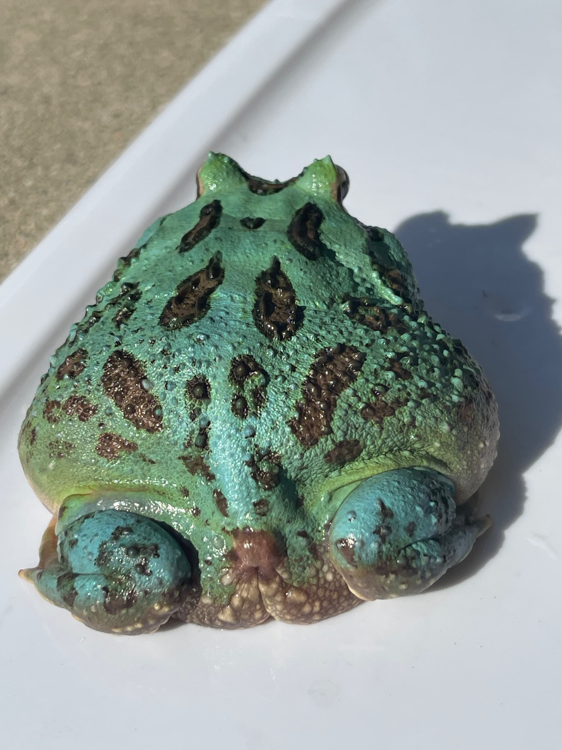 Blue samurai pacman frog