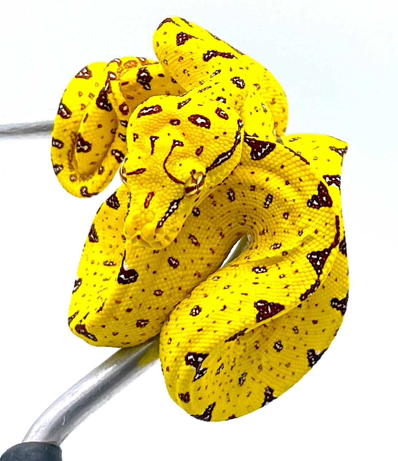 Biak Neonate Green Tree Python by Reptile Pets Direct