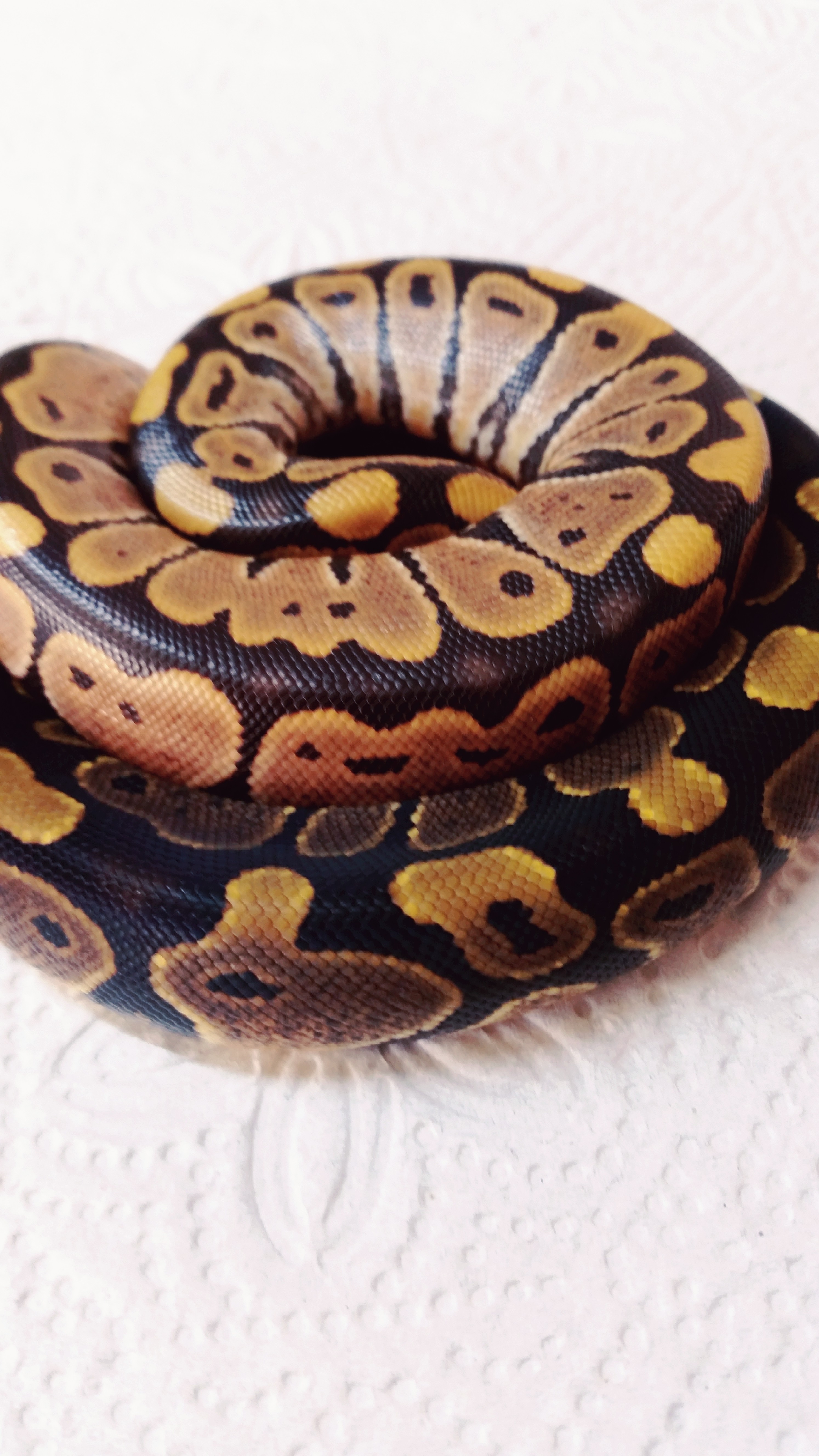 Red Gene Ball Python by HB&B Reptiles