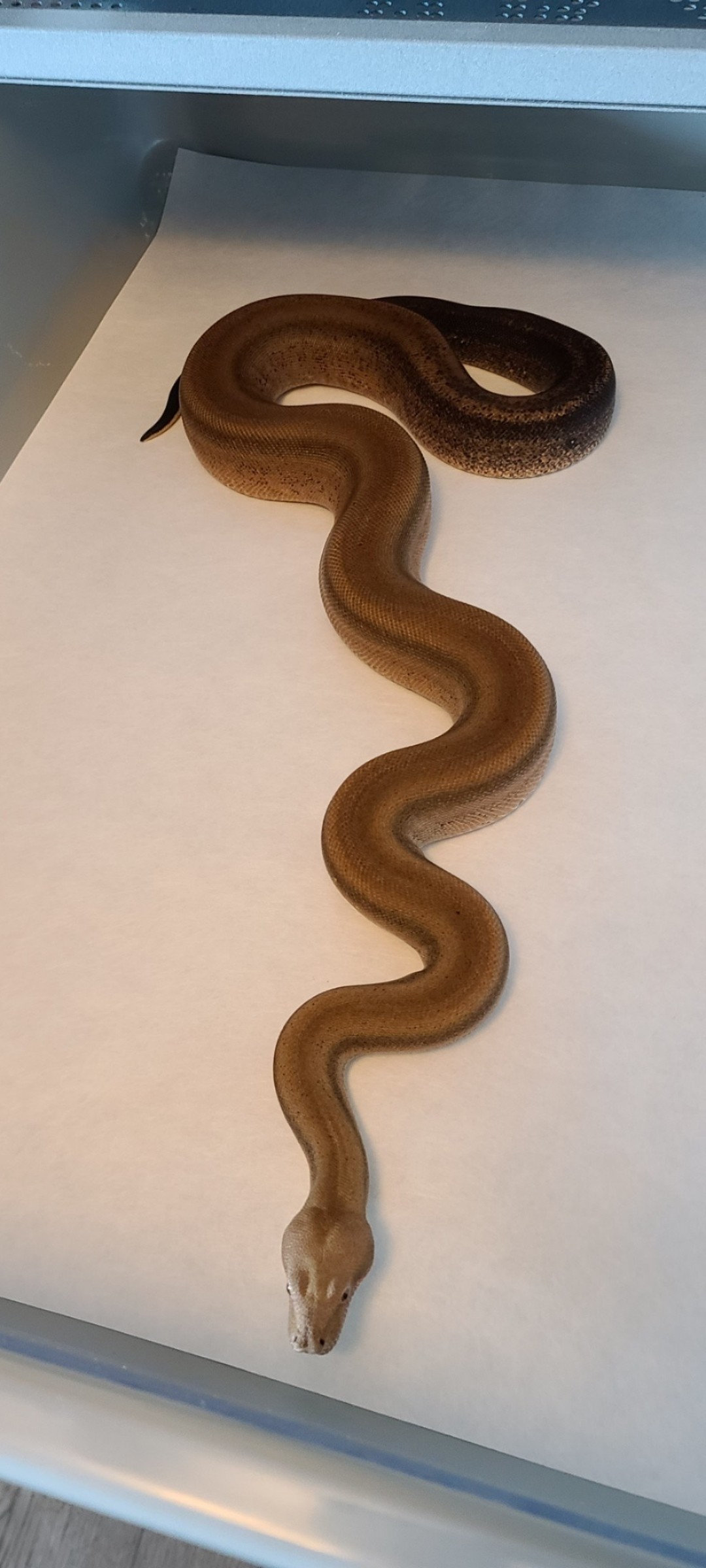 Sterling Boa Constrictor by Wicked Scoria