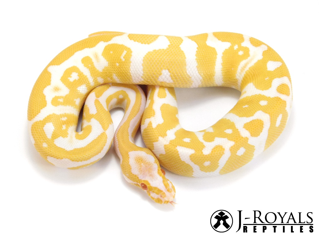 Albino Acid Ball Python by J-Royals Reptiles