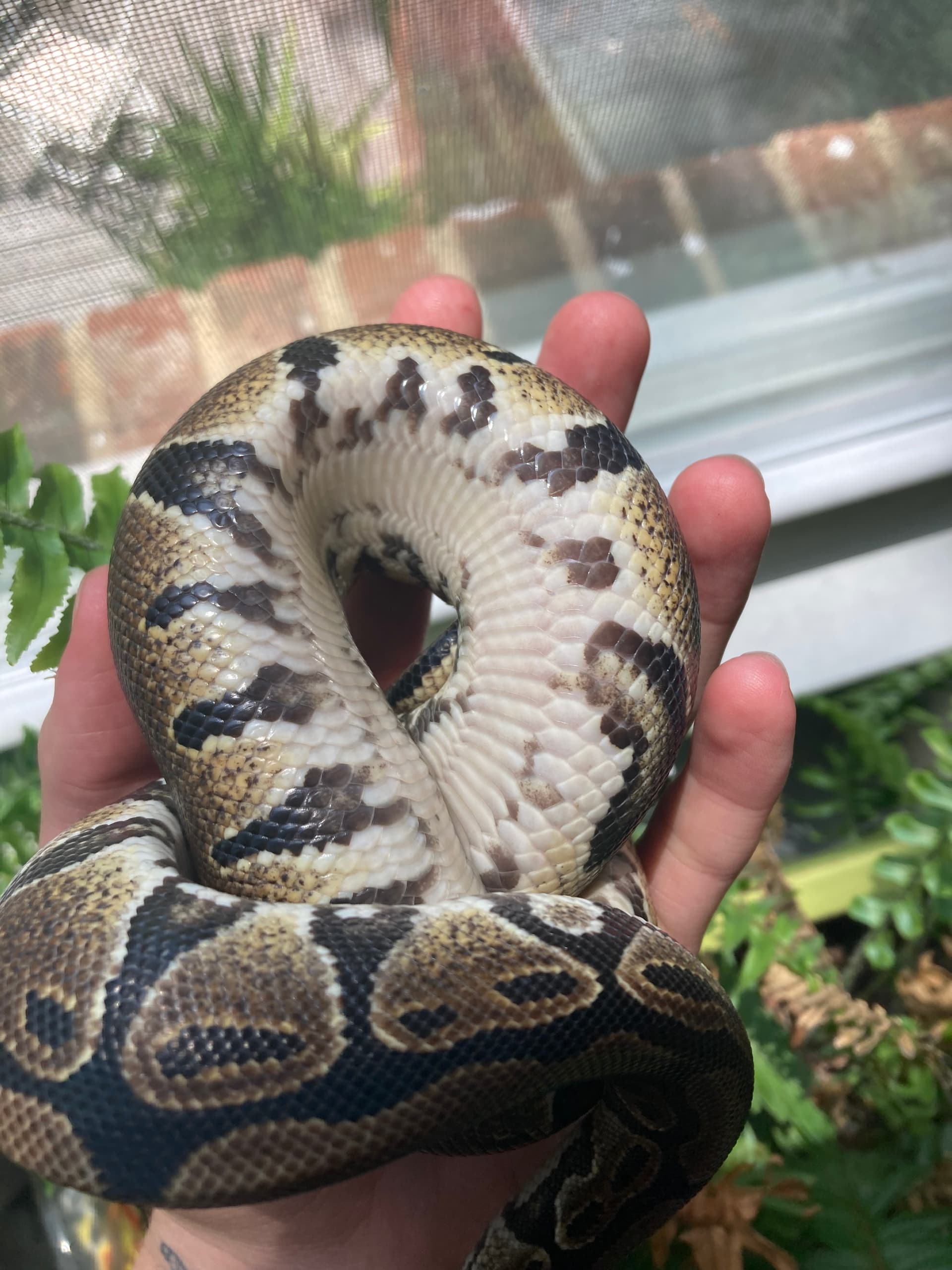 Morph Id: Pet Store Normal? - Ball Pythons - Morphmarket Reptile Community