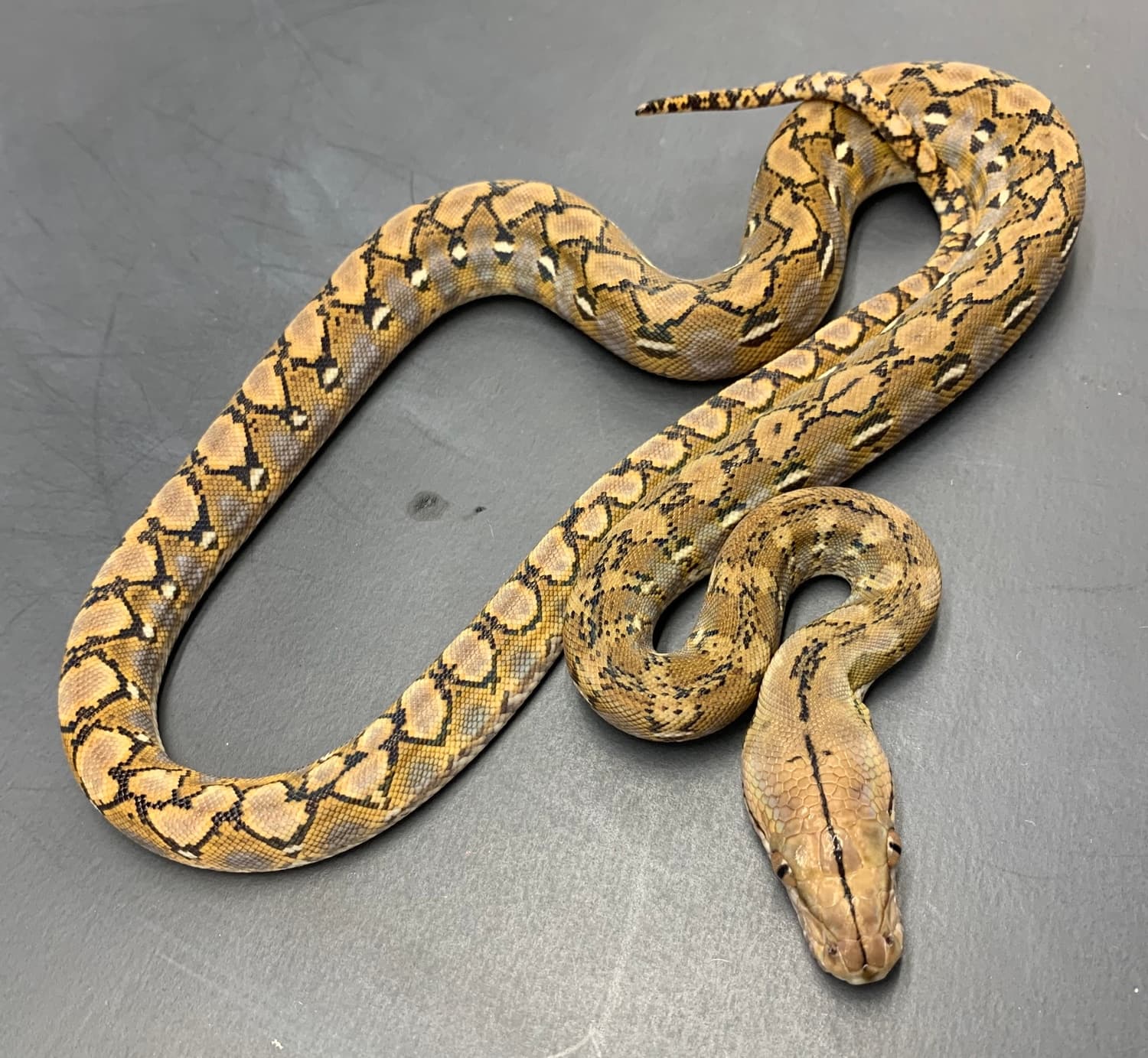 75% Kalatoa SD Platinum 50% Het Anery Reticulated Python by New Shed Serpents