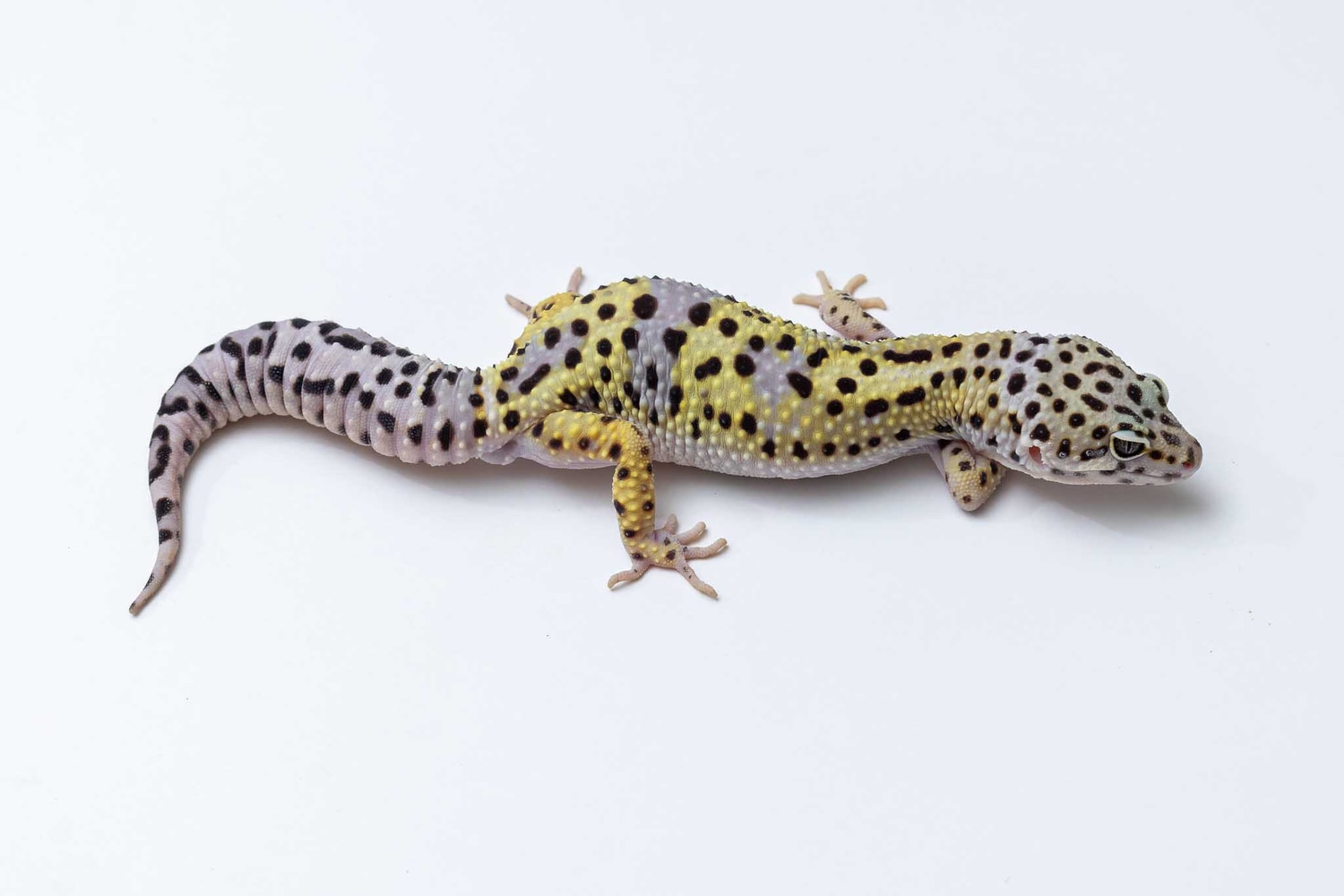 Mack Snow Firebold Cross Leopard Gecko by Suburban Geckos