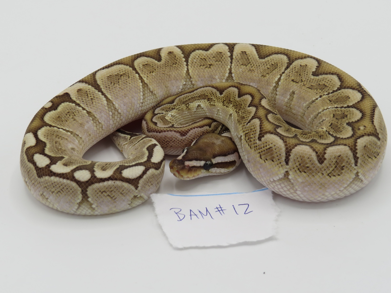 Bamboo Ball Python by Supreme Exotic Feed Co.