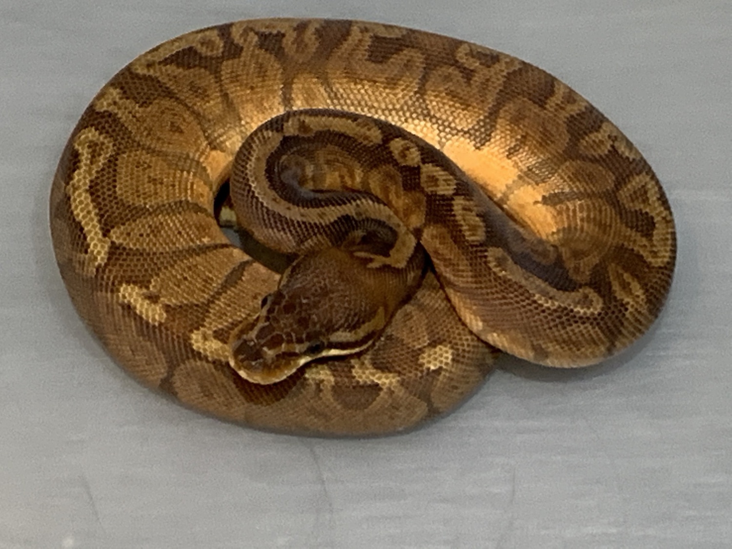 Sunset Ball Python by Brock Wagner Reptiles
