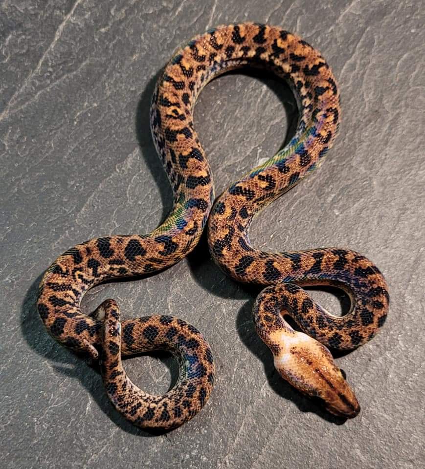 Pied Rainbow Boa by Rolf Reptiles