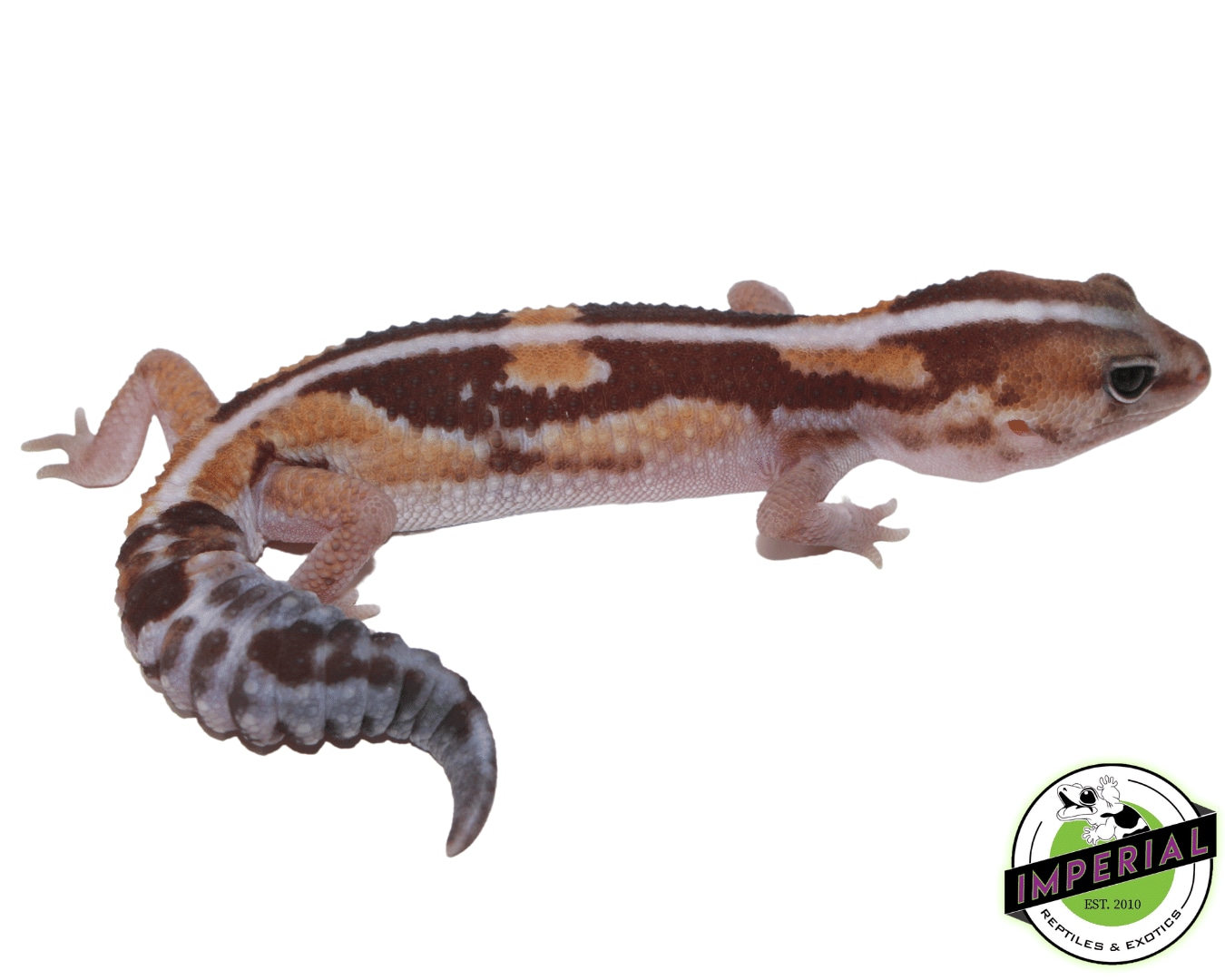 Zulu Stripe African Fat-Tailed Gecko by Imperial Reptiles & Exotics, LLC
