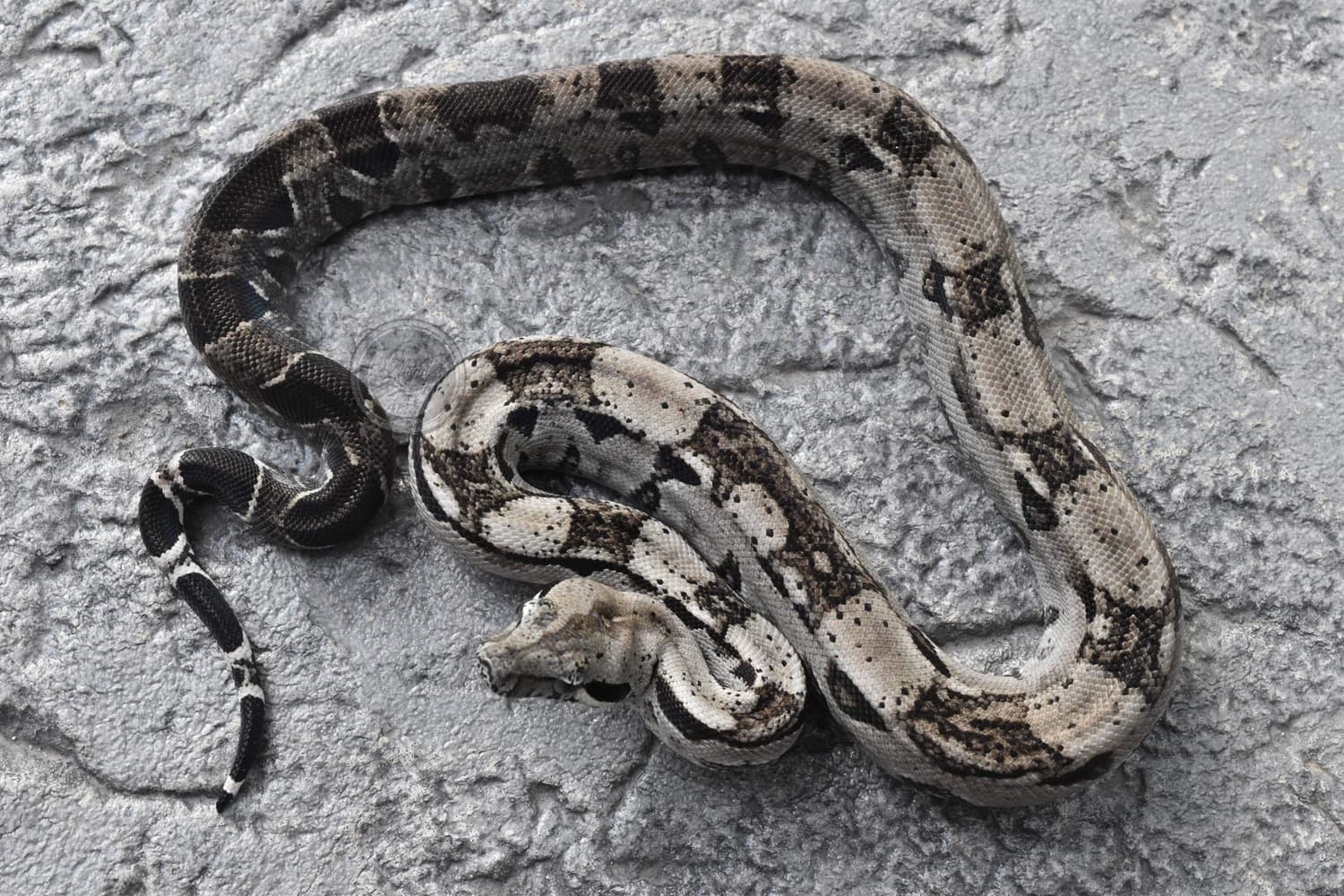 Type 2 Anery Boa Constrictor by Crgreptiles