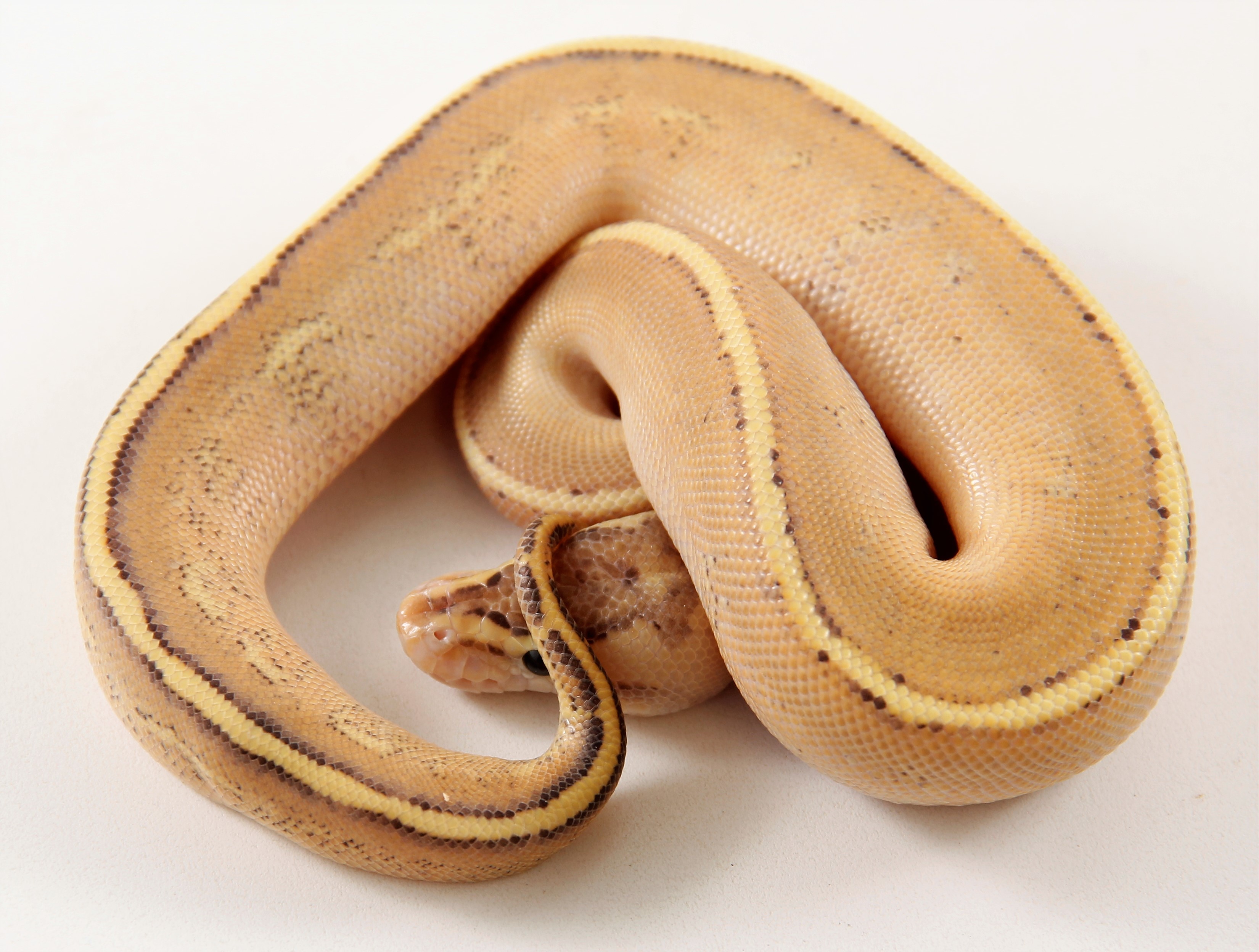 Super Spark Ball Python by The Gourmet Rodent