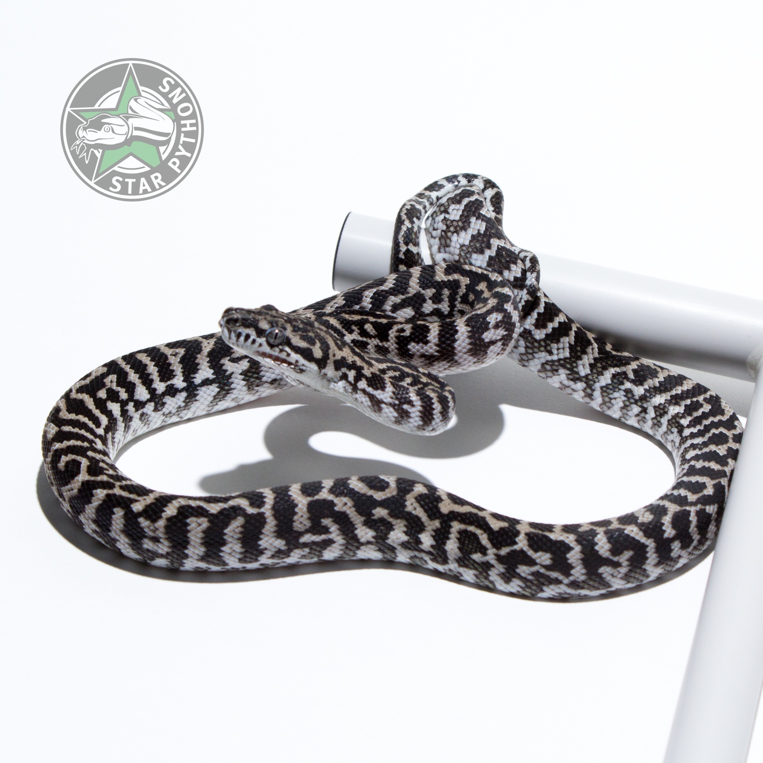Axanthic Zebra Male 2015 Other Carpet Python by StarPythons Inc.