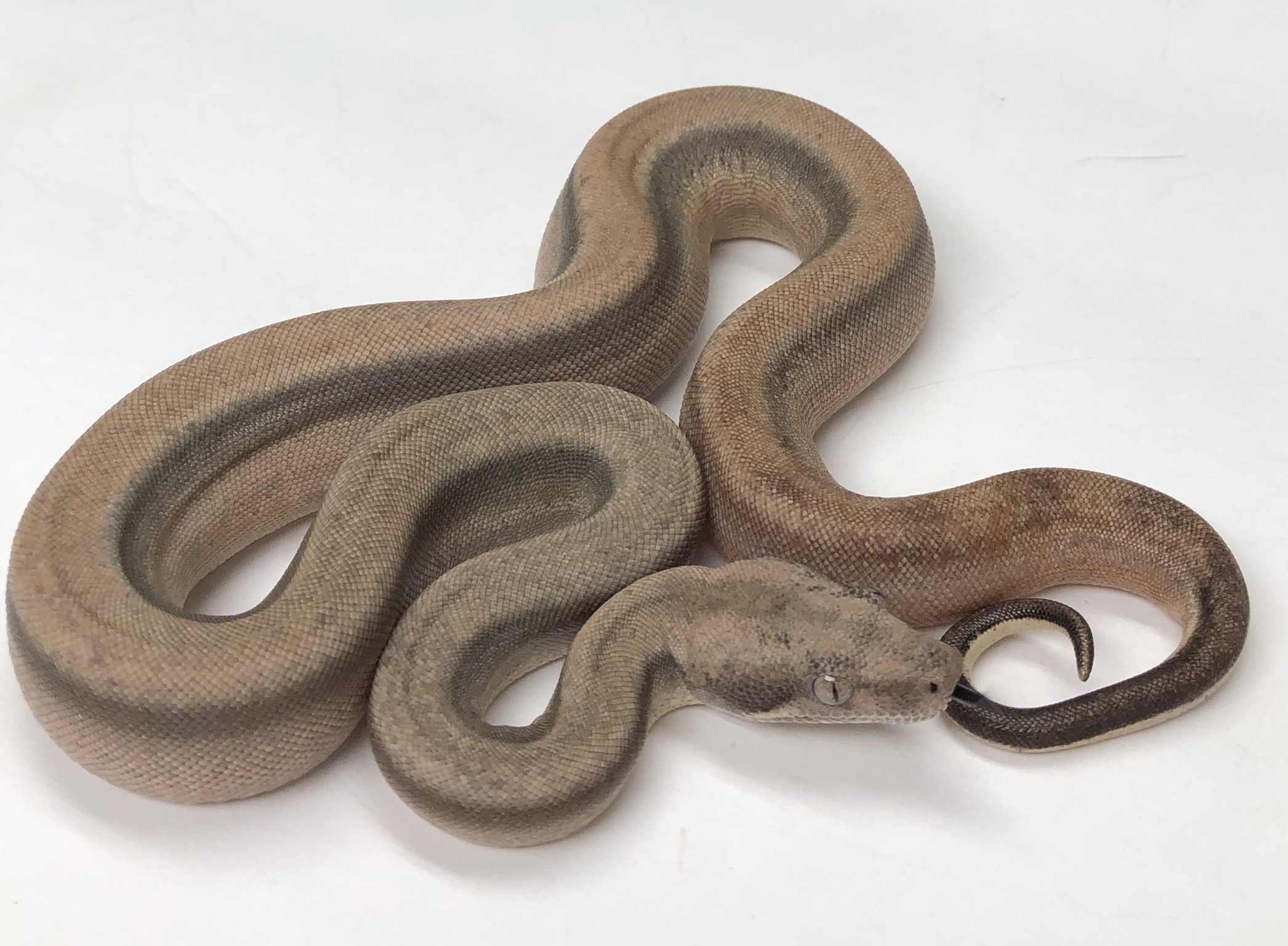 Sterling Boa Constrictor by Motion Reptiles