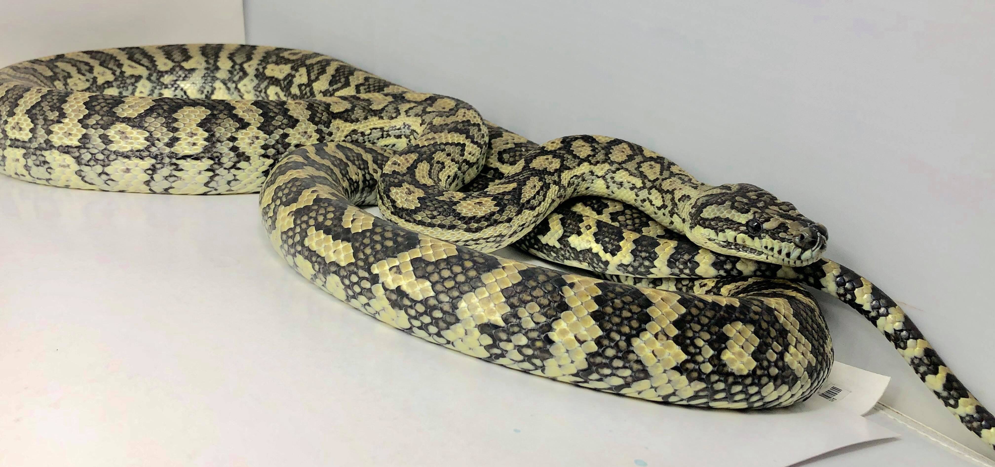 Caramel Coastal Carpet Python by Good Guy Reptile Family