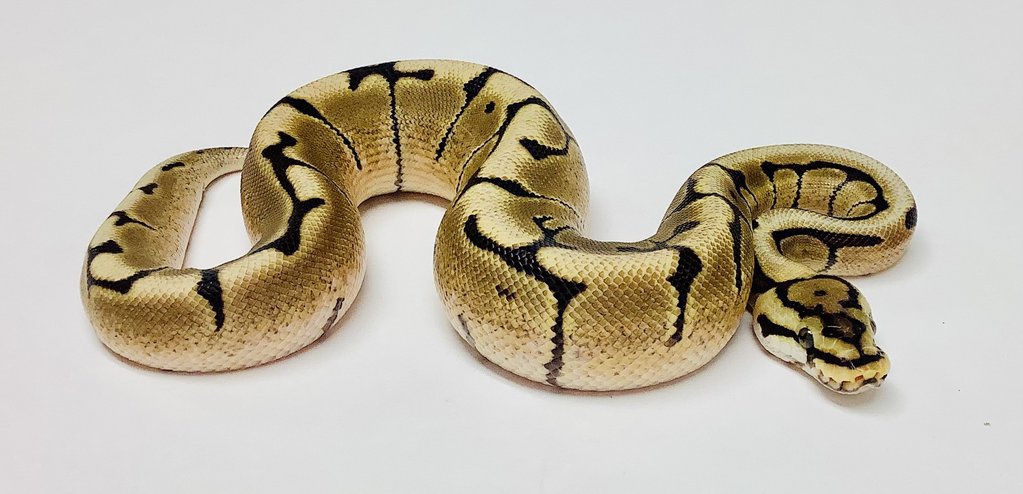 Spider Ball Python by BHB Reptiles