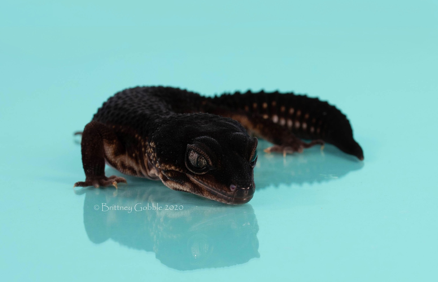 Pure Black Night Female Imported Proven Leopard Gecko by Gobble’s Reptiles