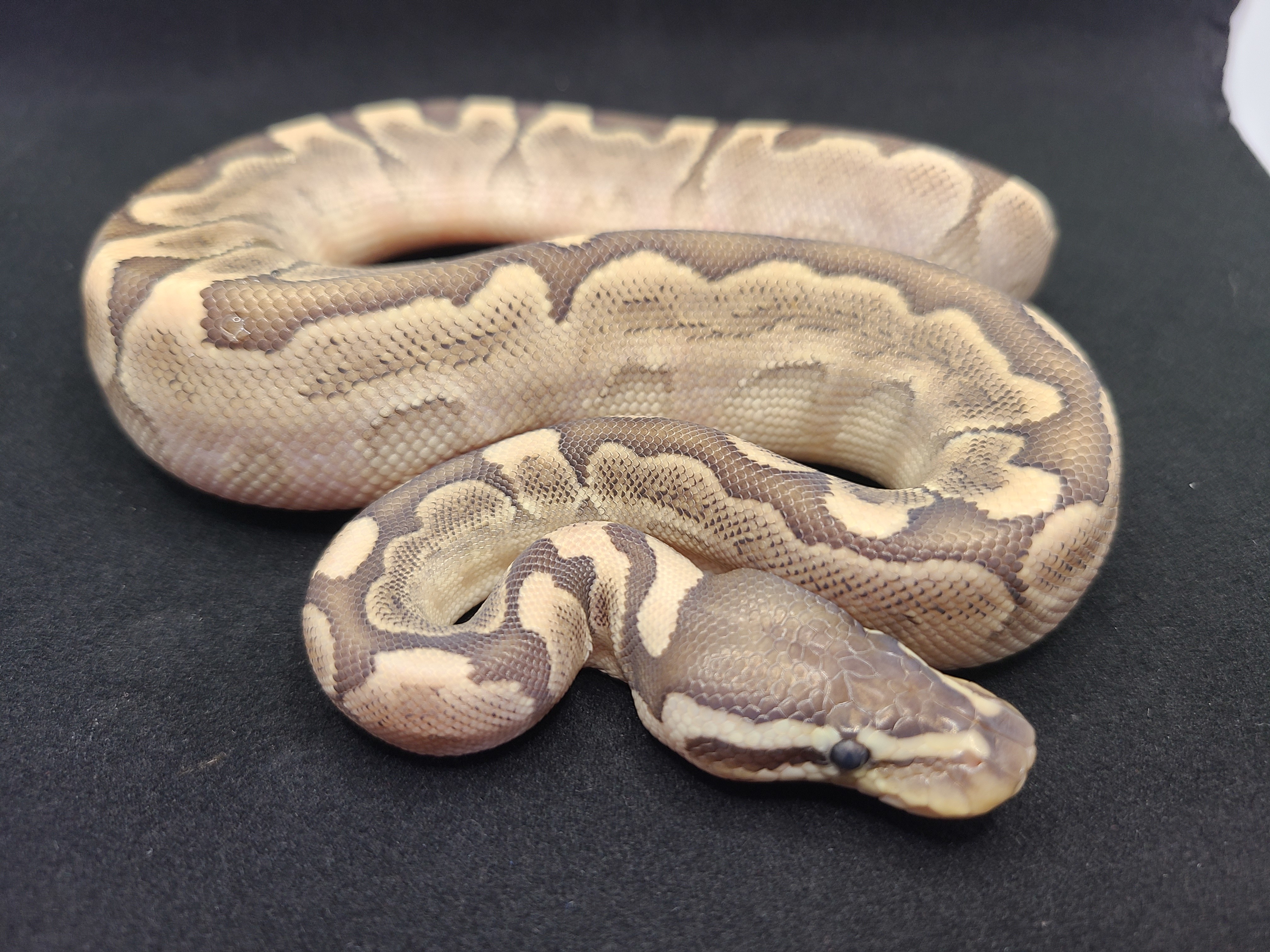 Bamboo Ball Python by Deans Reptiles and Rodents (#453525)