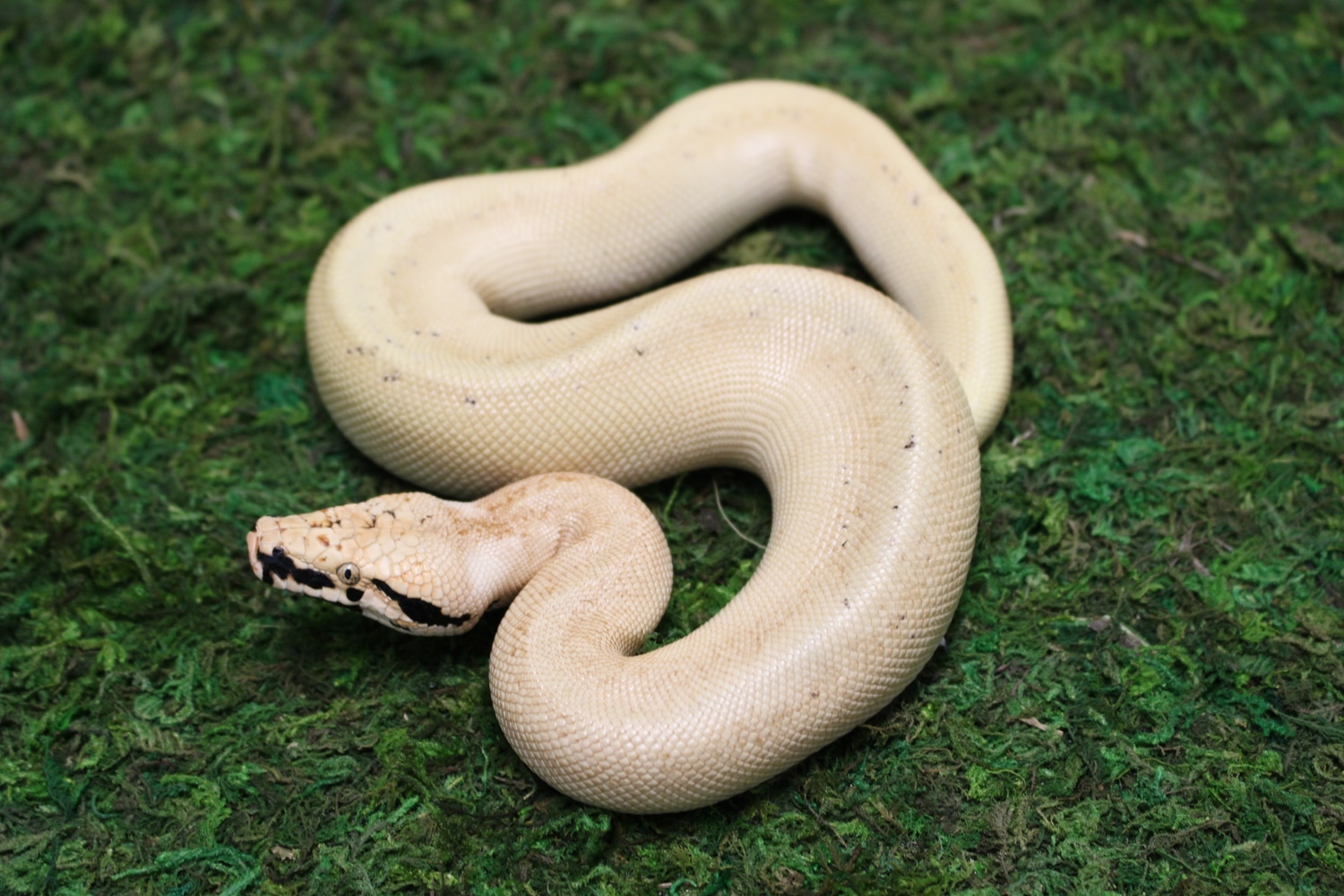 Magpie Matrix 50% DH T+/T- Albino! Blood Python by Juggernaut Reptiles