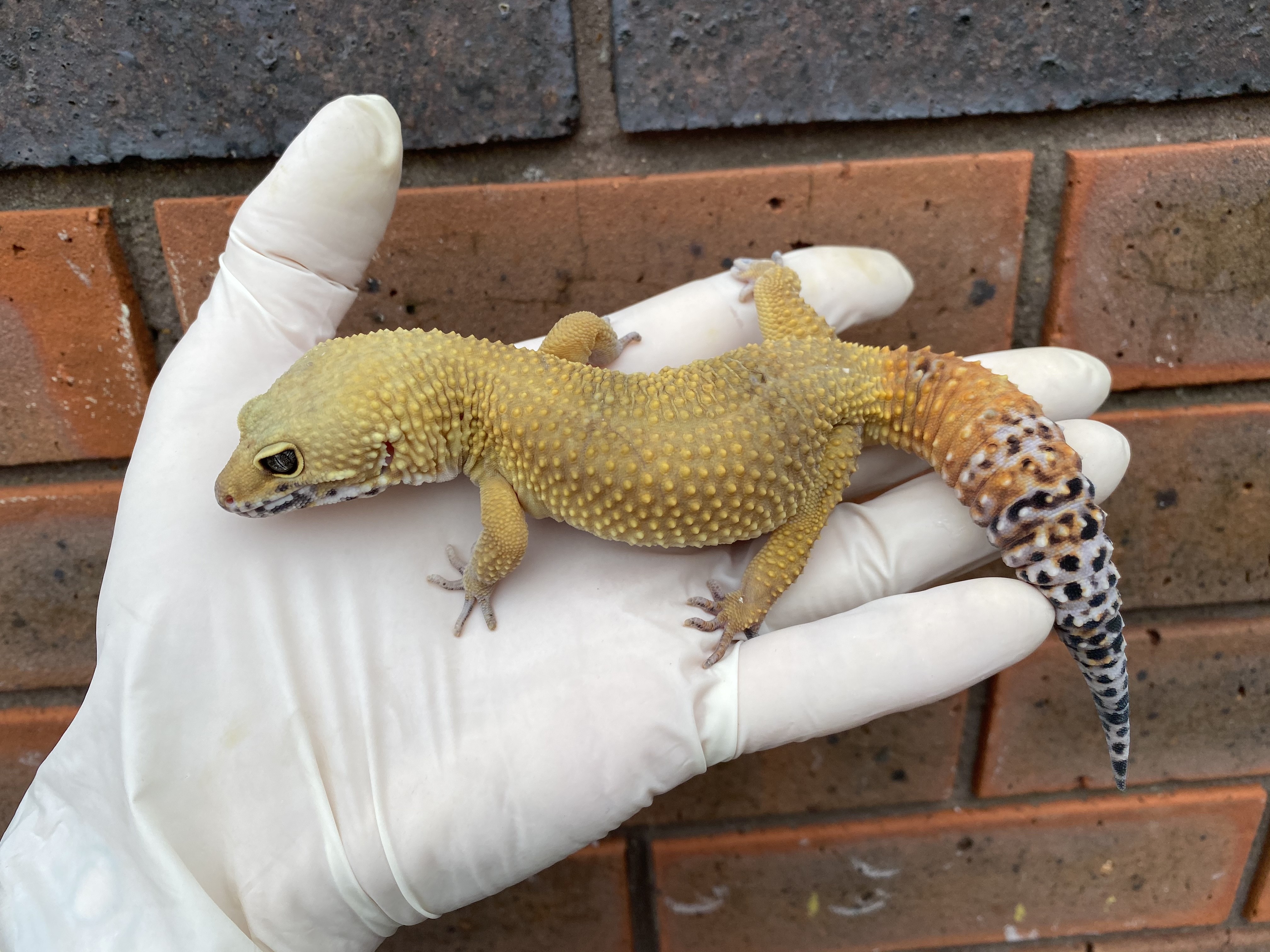 Super Hypo Leopard Gecko by Crystal Palace Reptiles