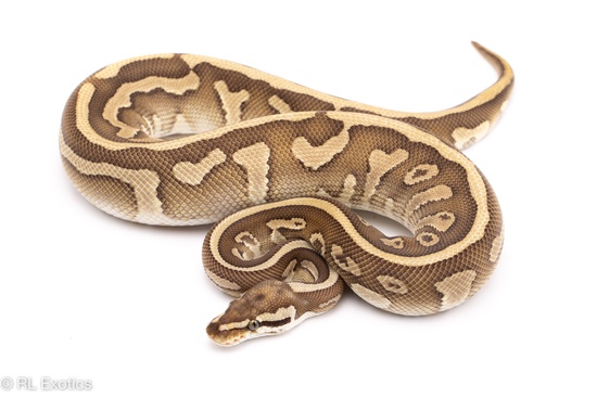 72de8f39733f0dcd9ecbb8e14211da3f