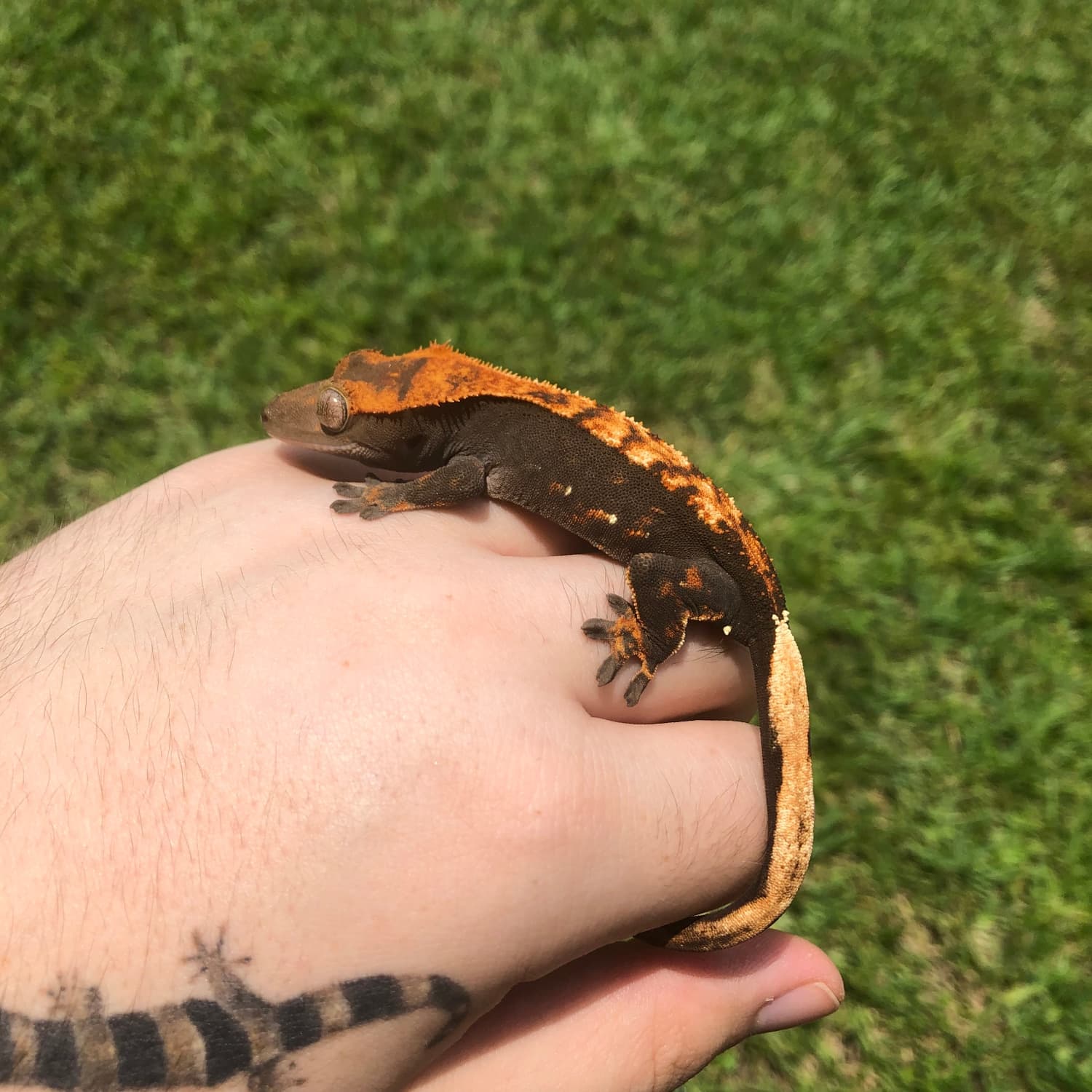 Solid Black Base Crested Gecko by O.t.w exotics