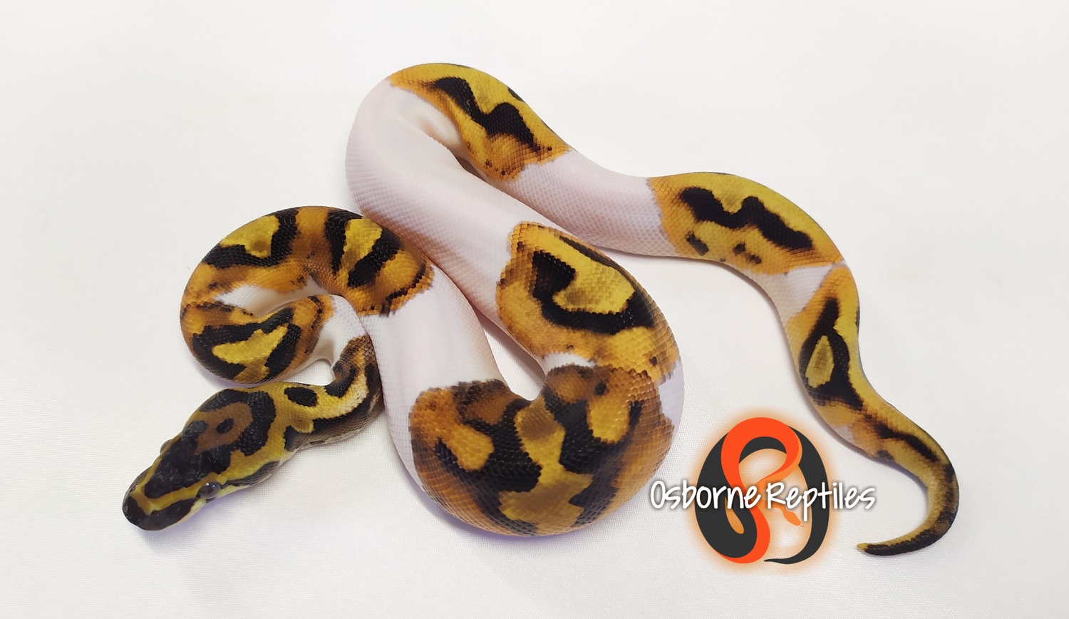 Dinker Pied Ball Python by Osborne Reptiles