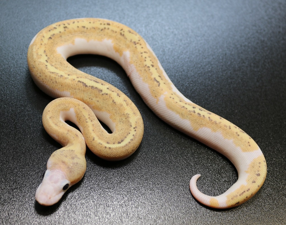 Super Sulfur Possible Vanilla And Pastel Ball Python by Regius Creations