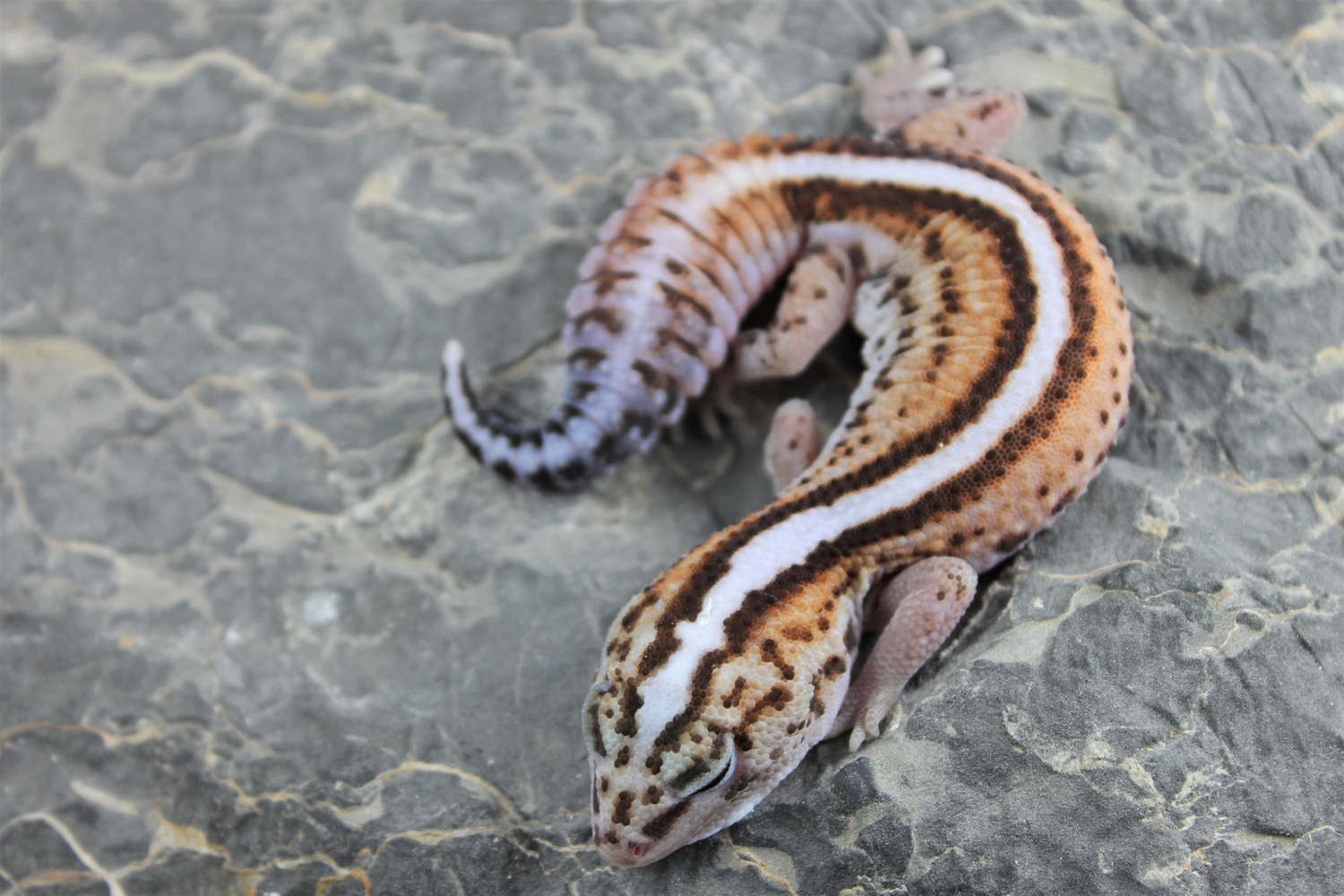Stripe Whiteout Patternless 100% Het Oreo African Fat-Tailed Gecko by Ramsey’s Reptiles