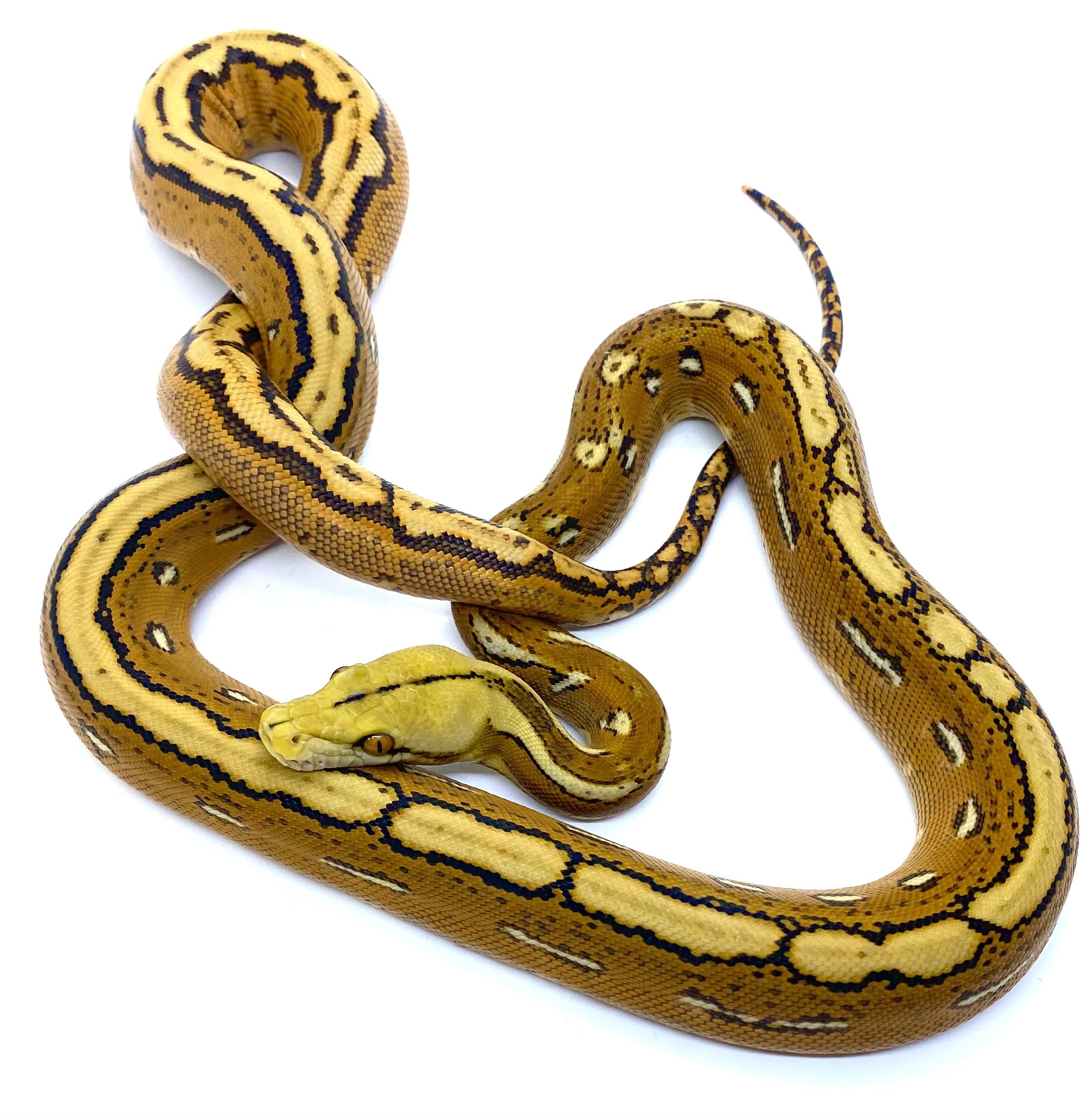 Orange Ghost Stripe Reticulated Python by Prehistoric Pets