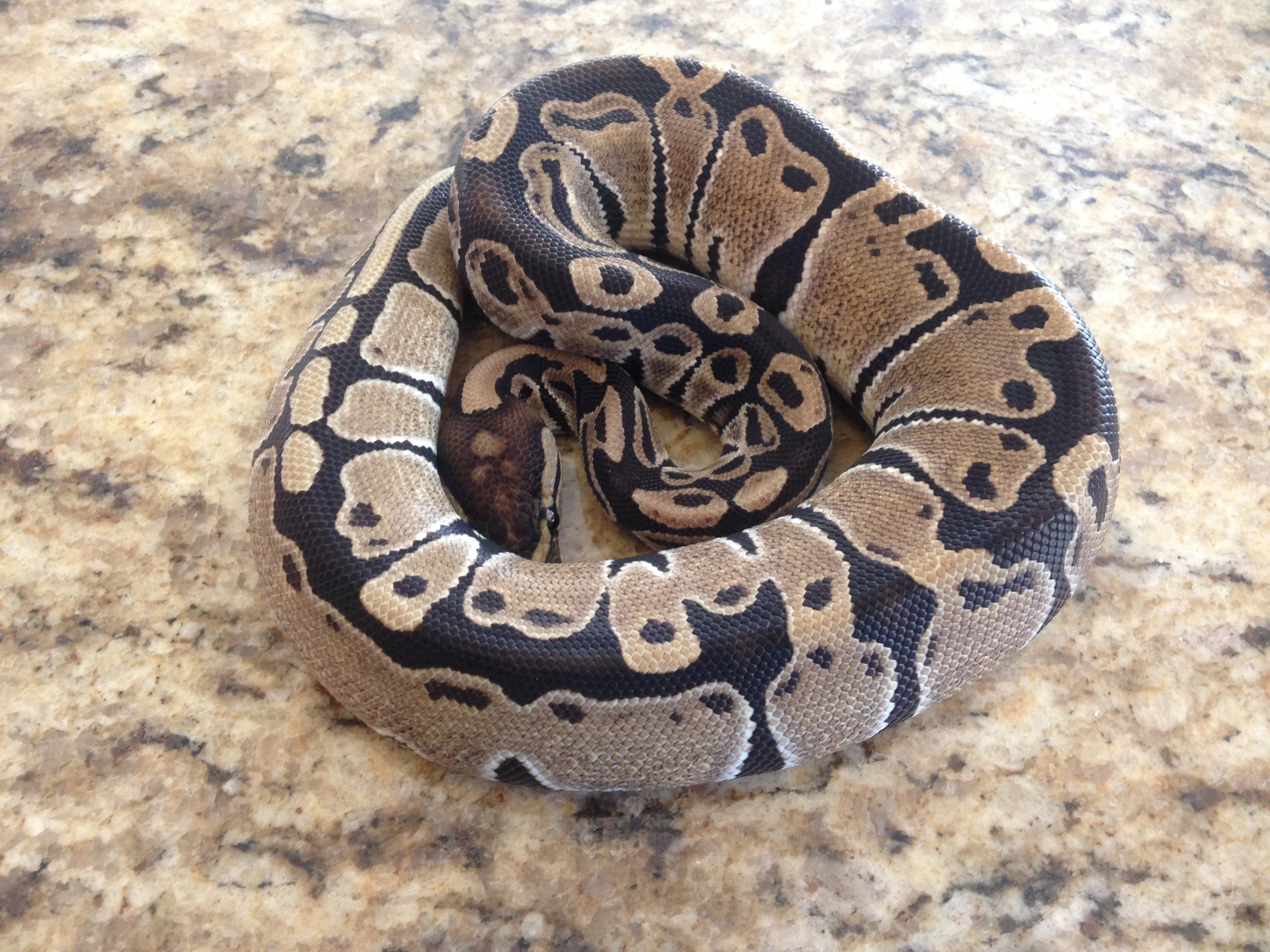 Trick Ball Python by Select Morphs