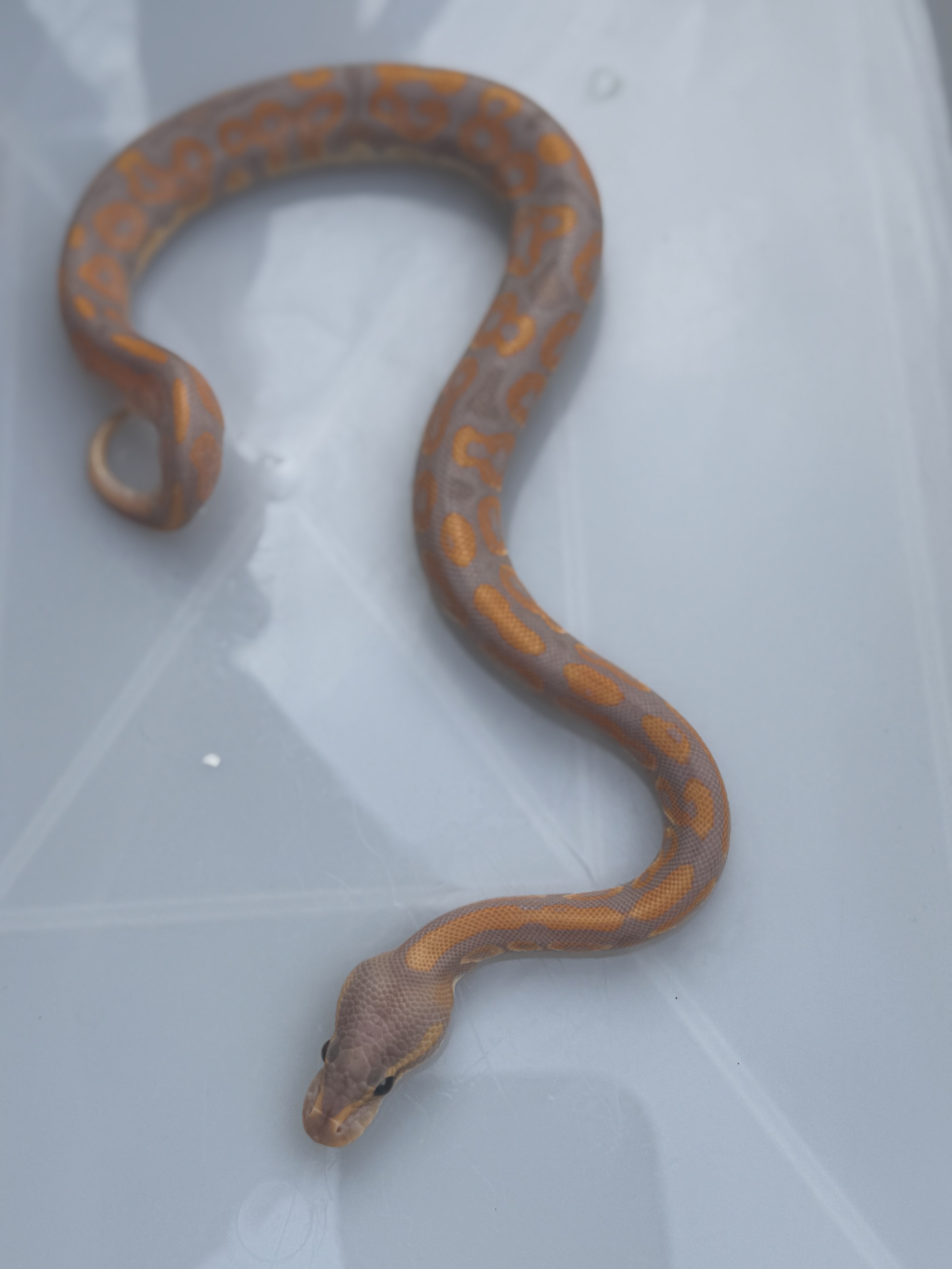 Temerminator Ball Python Little help identifying if anyone has a spare 5mins - Ball Pythons ...