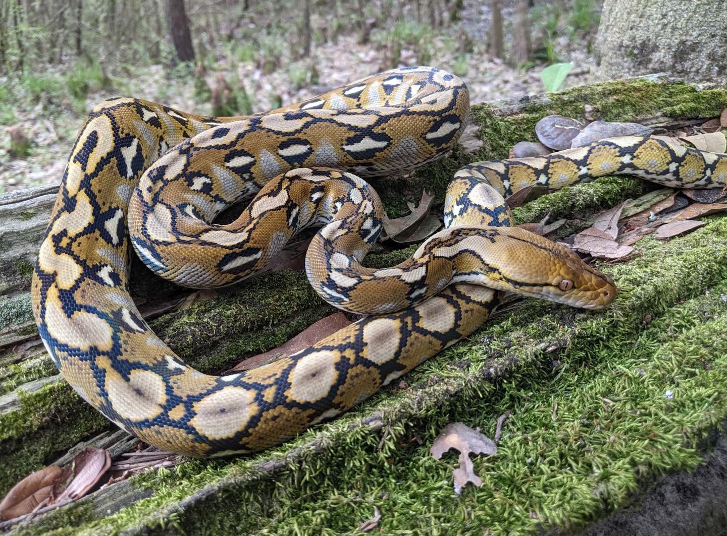 F2 Pure Sulawesi Reticulated Python by Meraki Misfits