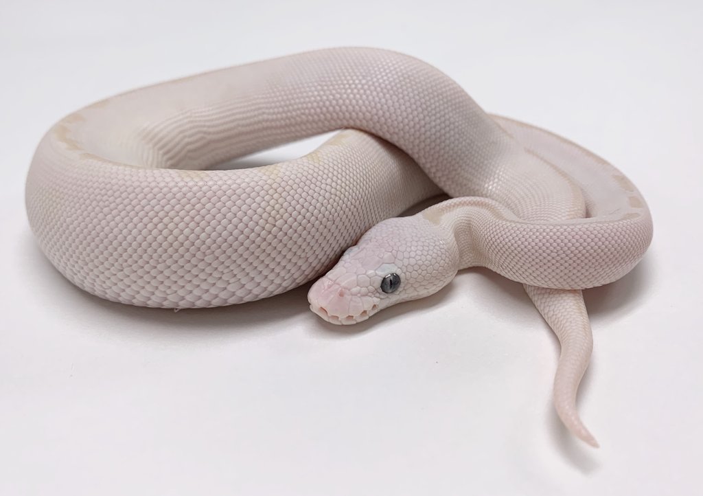 Super Russo Ball Python by BHB Reptiles
