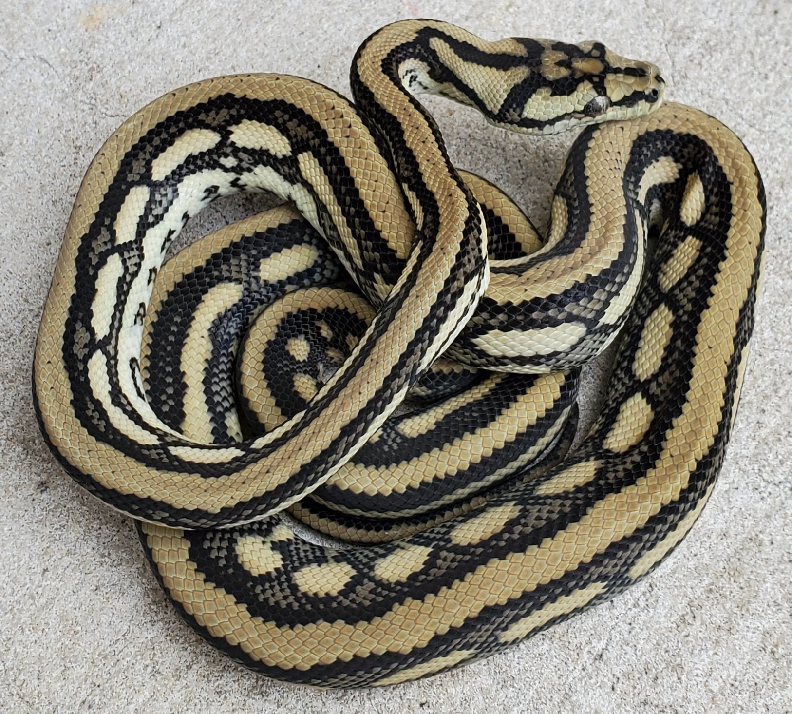 Tiger Coastal Carpet Python by Tierra de Morelia