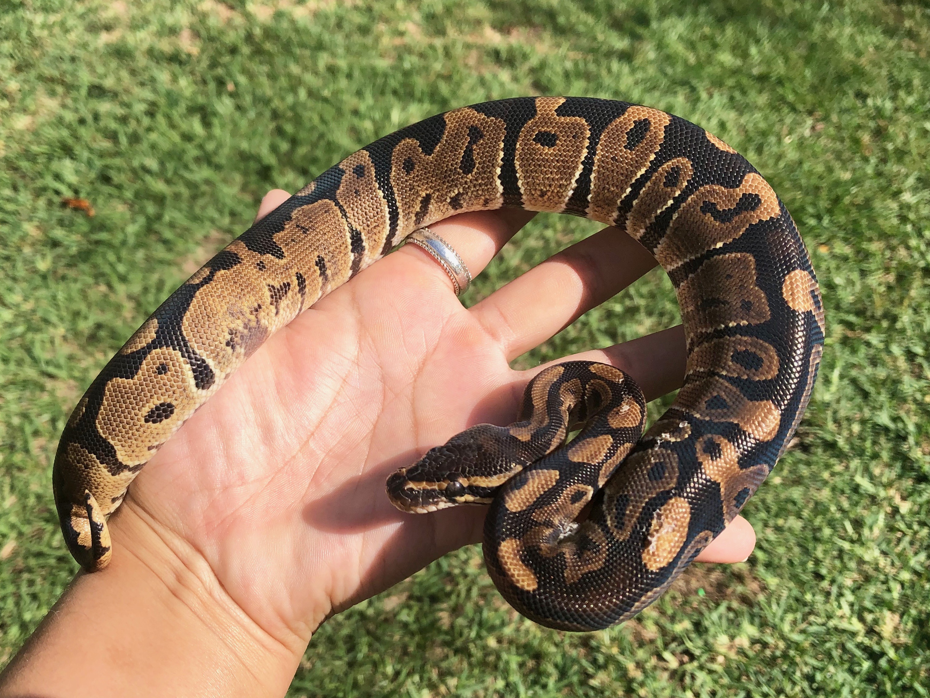 Shatter Ball Python by Coppinger Reptile Co.