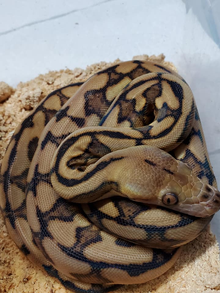 Tiger Reticulated Python by Slither Exotics