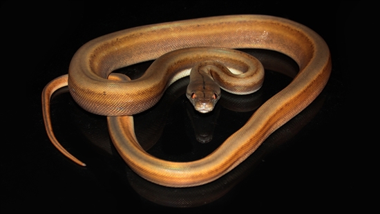 Titanium Reticulated Python by Prehistoric Pets