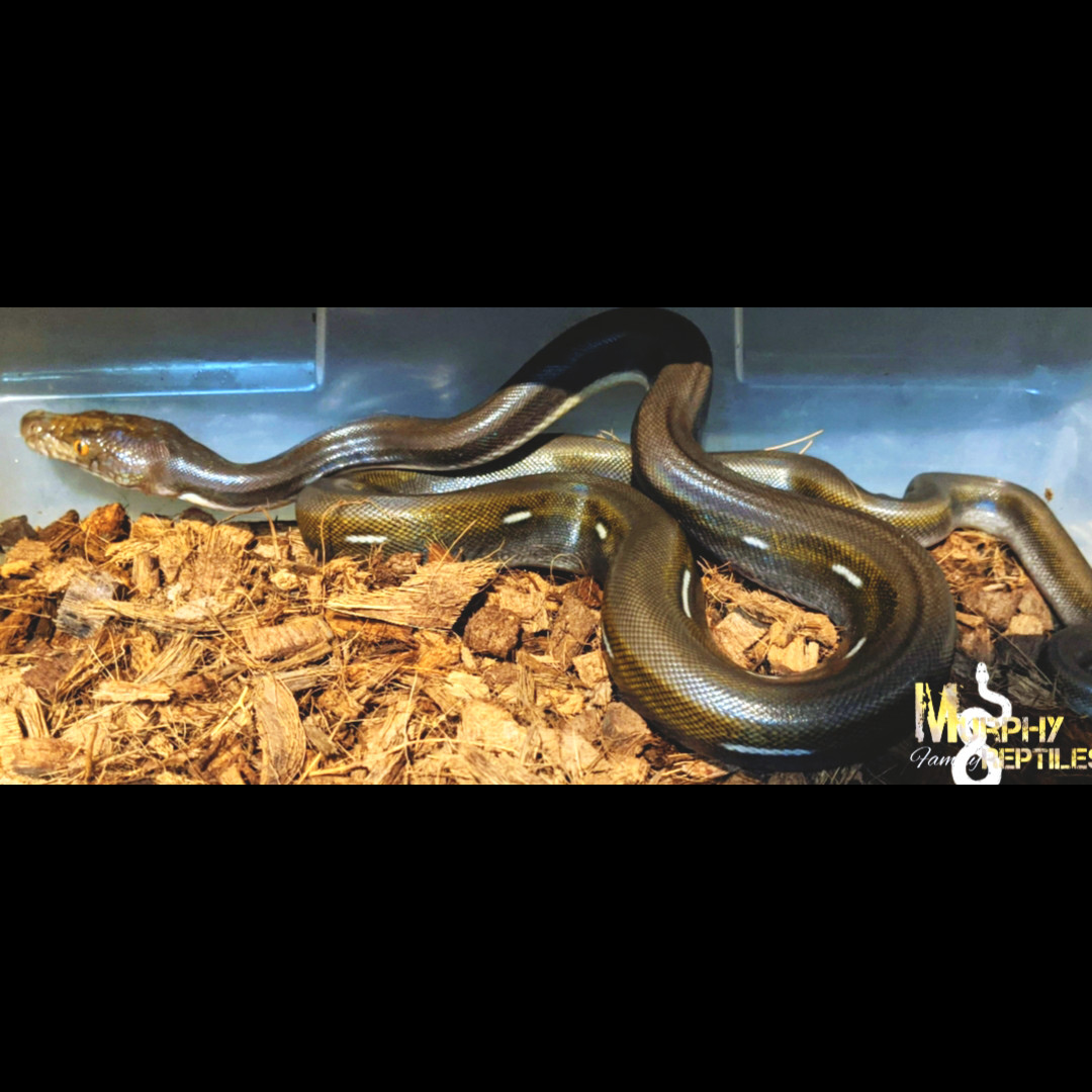 Titanium Reticulated Python by Murphy Family Reptiles