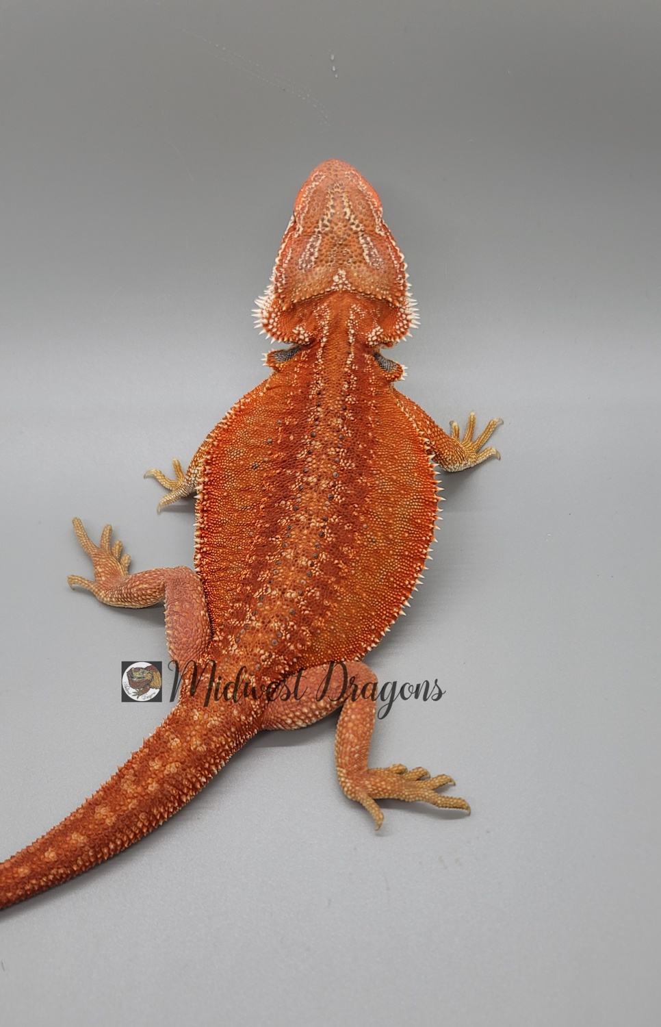 Red Hypo Leatherback Dunner Female Pht Central Bearded Dragon by Midwest Dragons