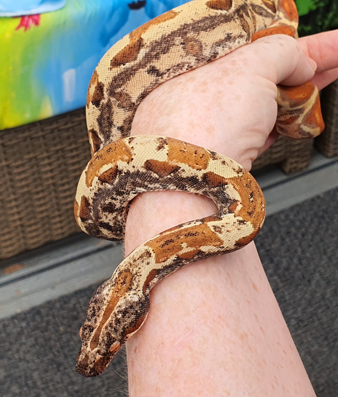 Vpi Sunglow Img Boa Constrictor by Ig Exotics