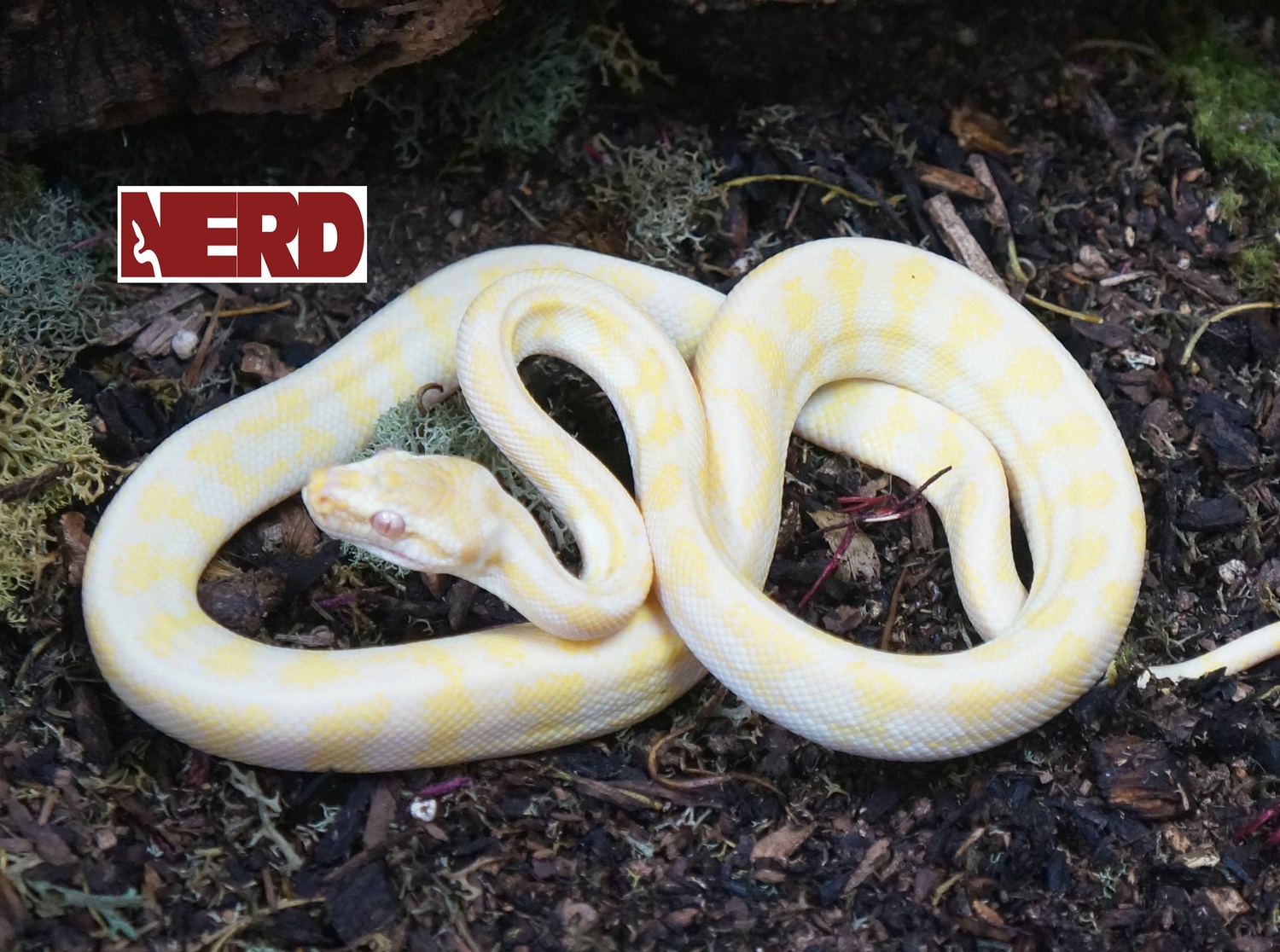 Sunglow Carpet Python by New England Reptile Distributors