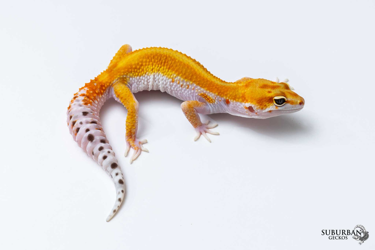 White And Yellow Tangerine Red Stripe Leopard Gecko by Suburban Geckos
