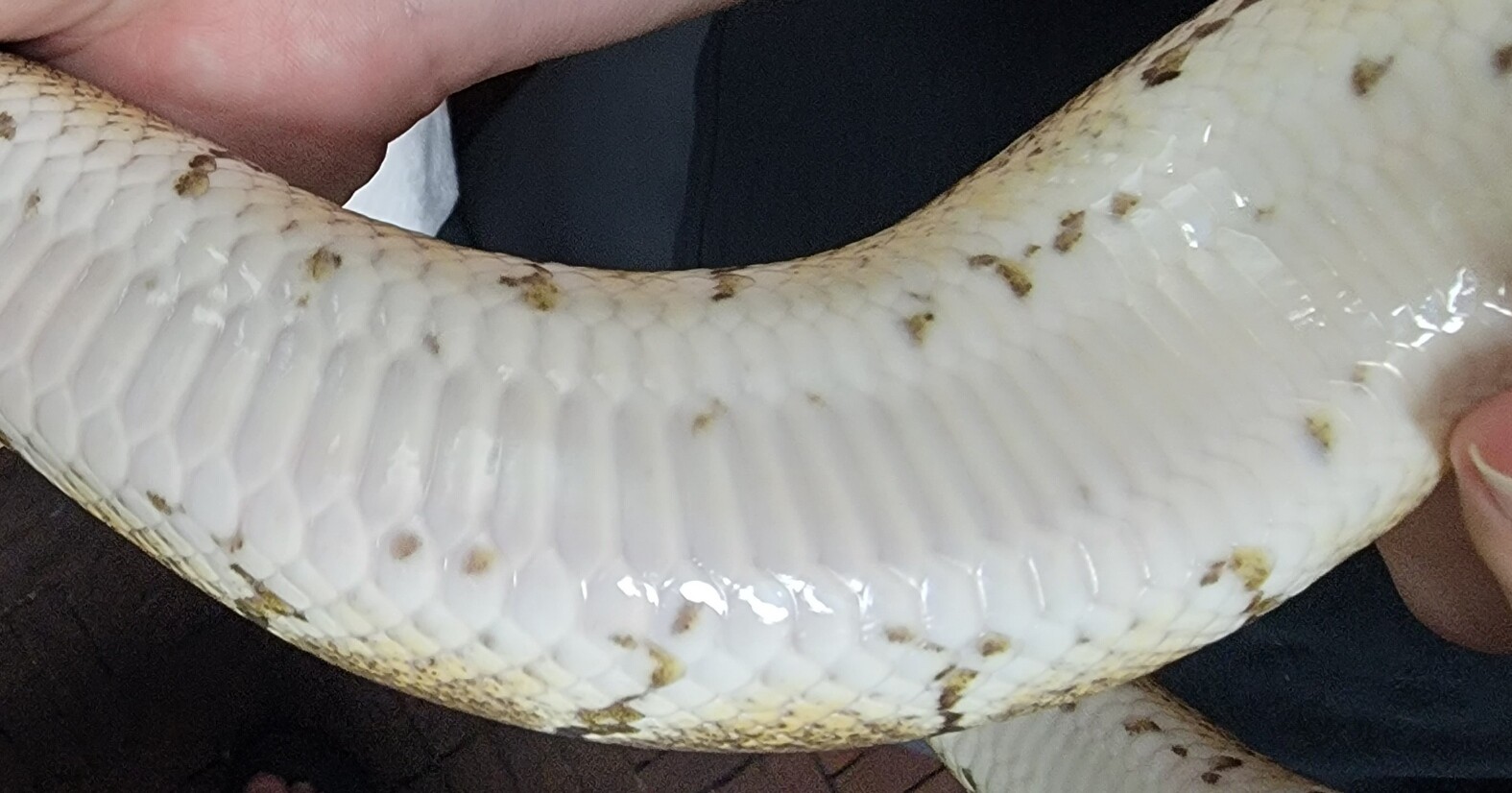 Looking to identify #3 - Ball Pythons - MorphMarket Reptile Community