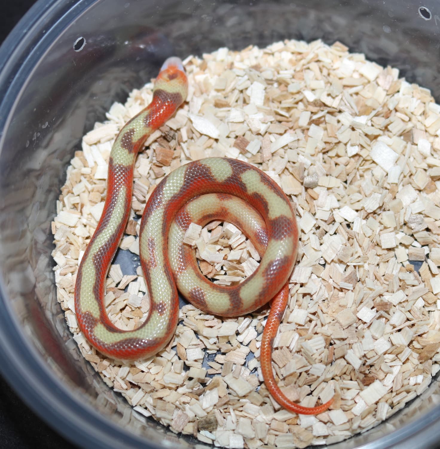 T+ Splotched Nelson's Milk Snake by Wards World Of Reptile Propagation