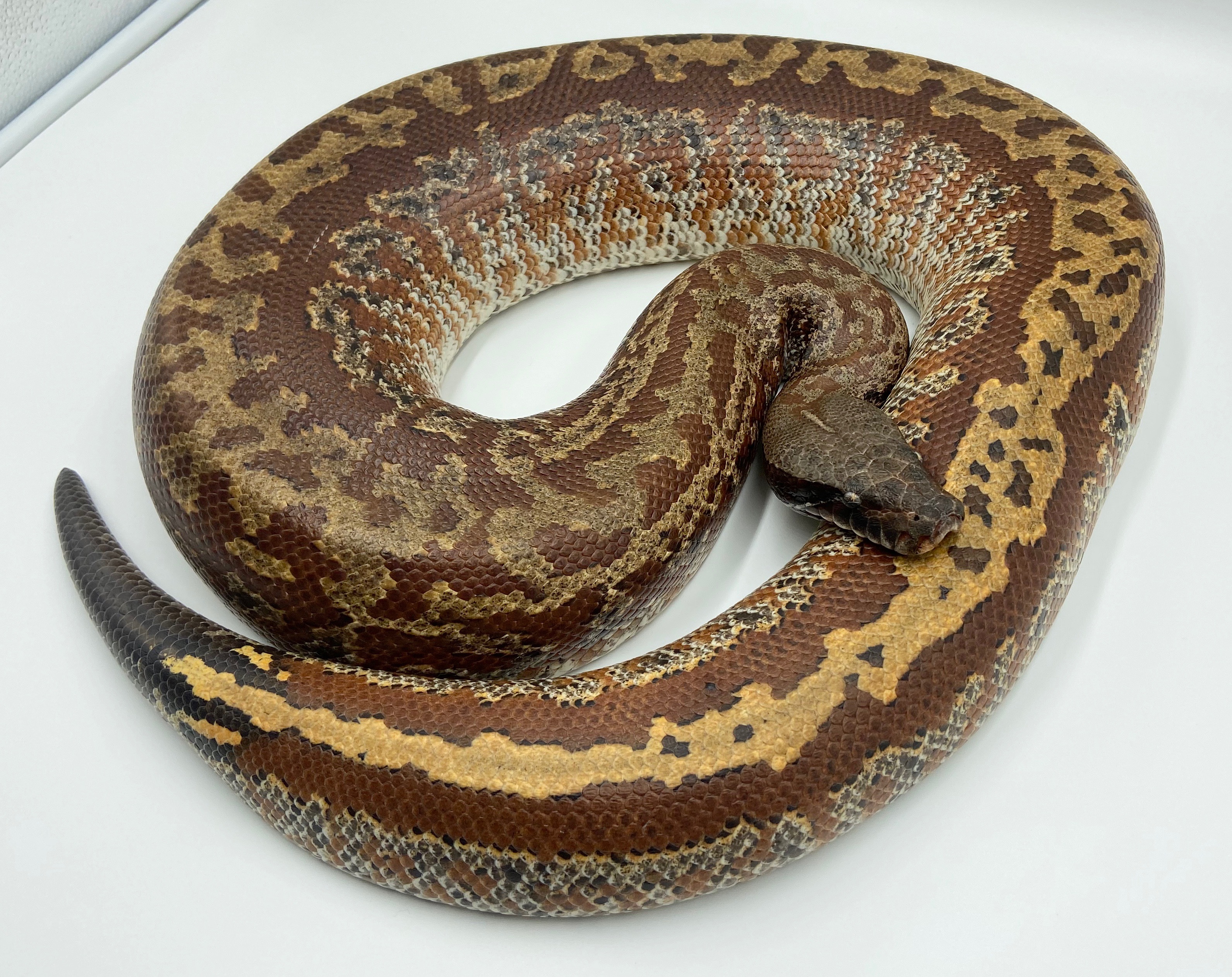 Batik Blood Python by Giantkeeper Reptiles